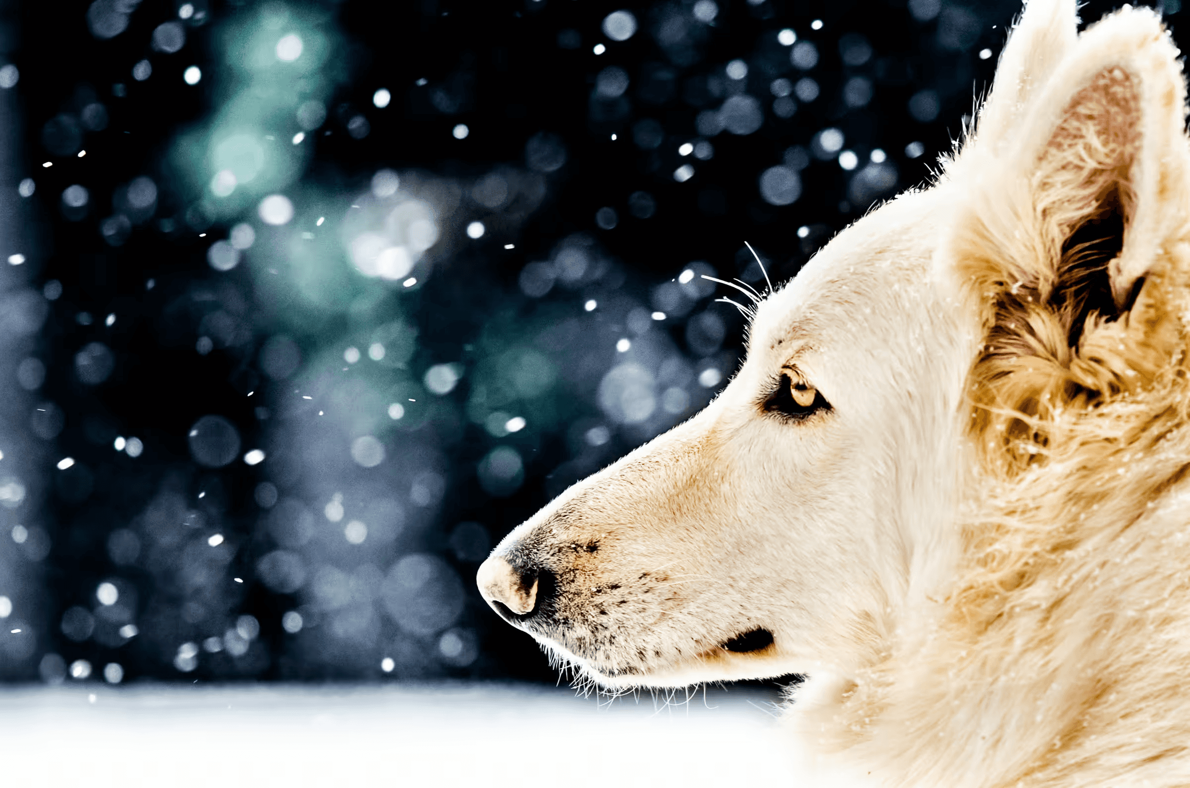 Profile portrait of a White Shepherd Dog with a thick white coat and amber eyes, gazing left as snow falls softly against a dark, blurred background.