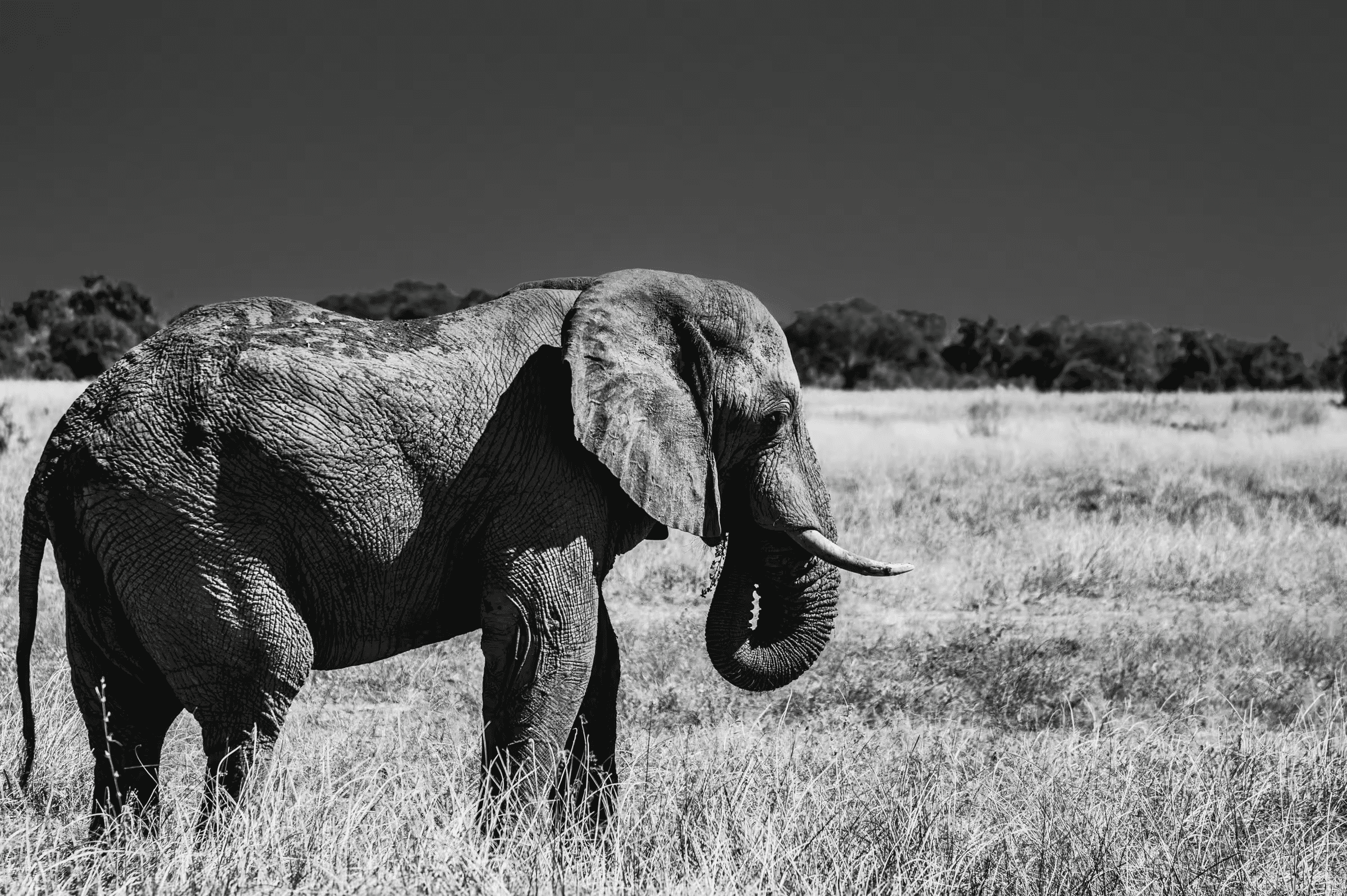 Black and white wildlife photograph of an African Elephant in Botswana. The elephant, with textured skin and tusks visible, walks across a grassy plain.