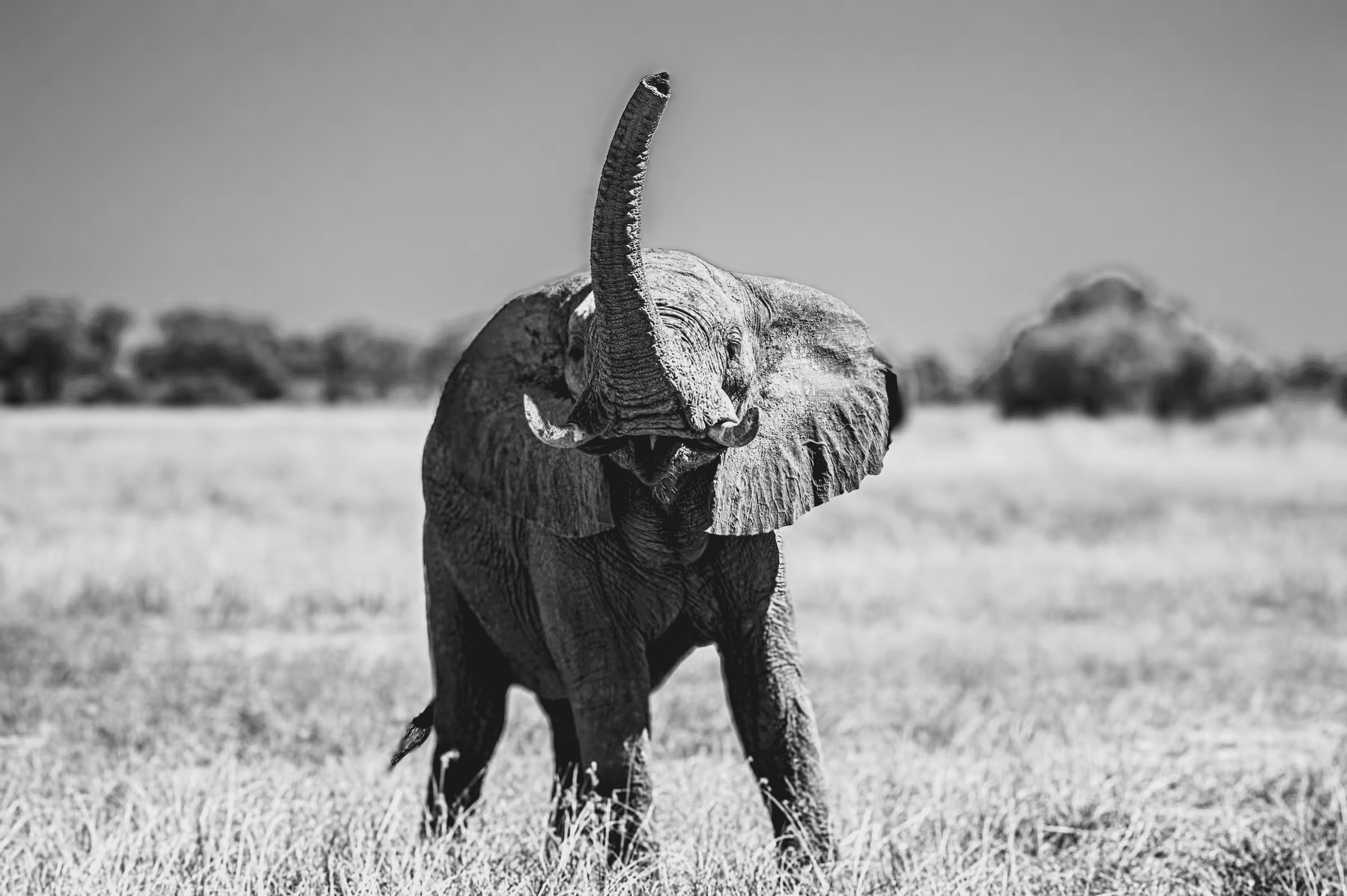Black and white wildlife photograph of an African Elephant in Botswana raising its trunk skyward. The elephant, positioned centrally, has its trunk fully extended upwards, as if trumpeting or scenting the air.