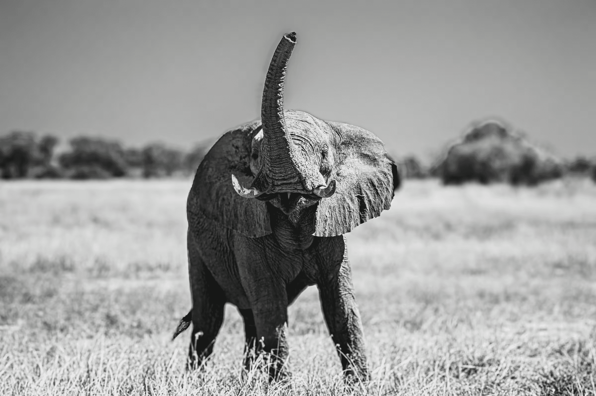 Black and white wildlife photograph of an African Elephant in Botswana raising its trunk skyward. The elephant, positioned centrally, has its trunk fully extended upwards, as if trumpeting or scenting the air.