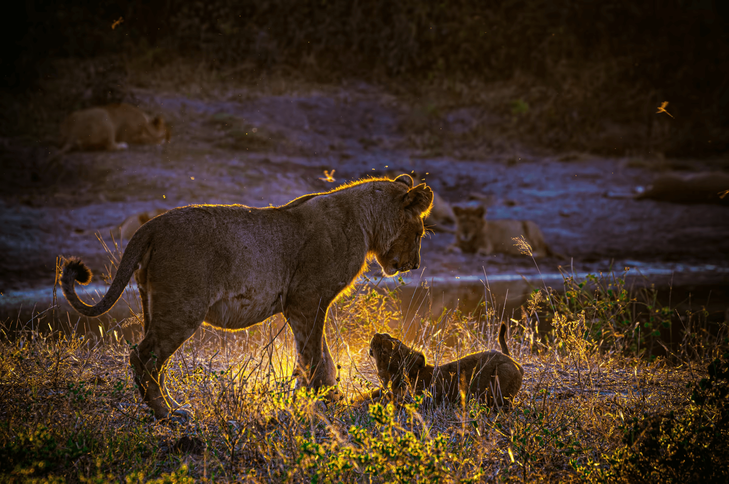 Wildlife photograph of a lion cub and juvenile lion playing in golden sunlight in Botswana. Two lions, a cub and a juvenile, are playing in golden sunlight.