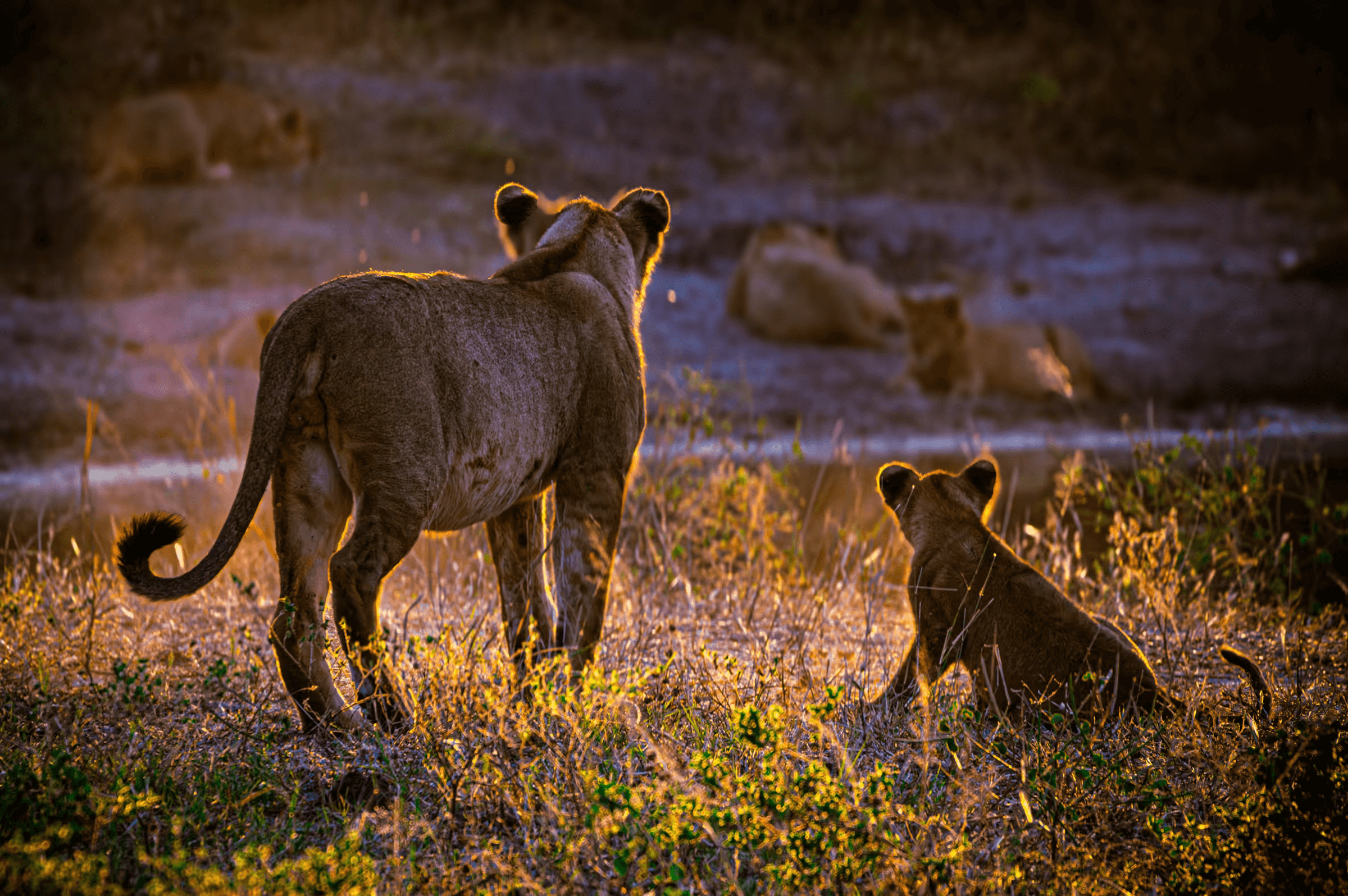 Wildlife photograph depicting a lioness and her cub watching their pack in Botswana. A lioness and a cub are in the foreground, looking towards a group of lions resting in the distance.