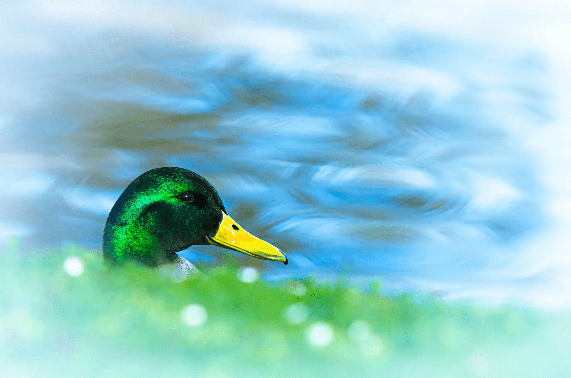 A striking close-up portrait of a male mallard duck. The duck's head, with its iridescent emerald green feathers, is in sharp focus, showcasing the vibrant colors and intricate feather details.