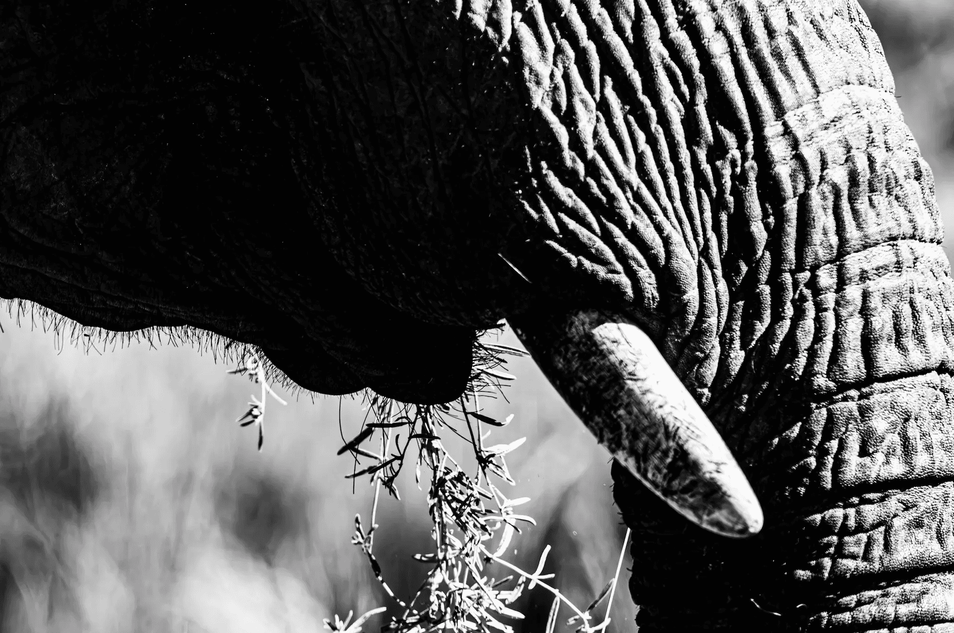 A black and white close-up photograph focusing on the textured trunk of an elephant as it delicately grasps and eats grass.