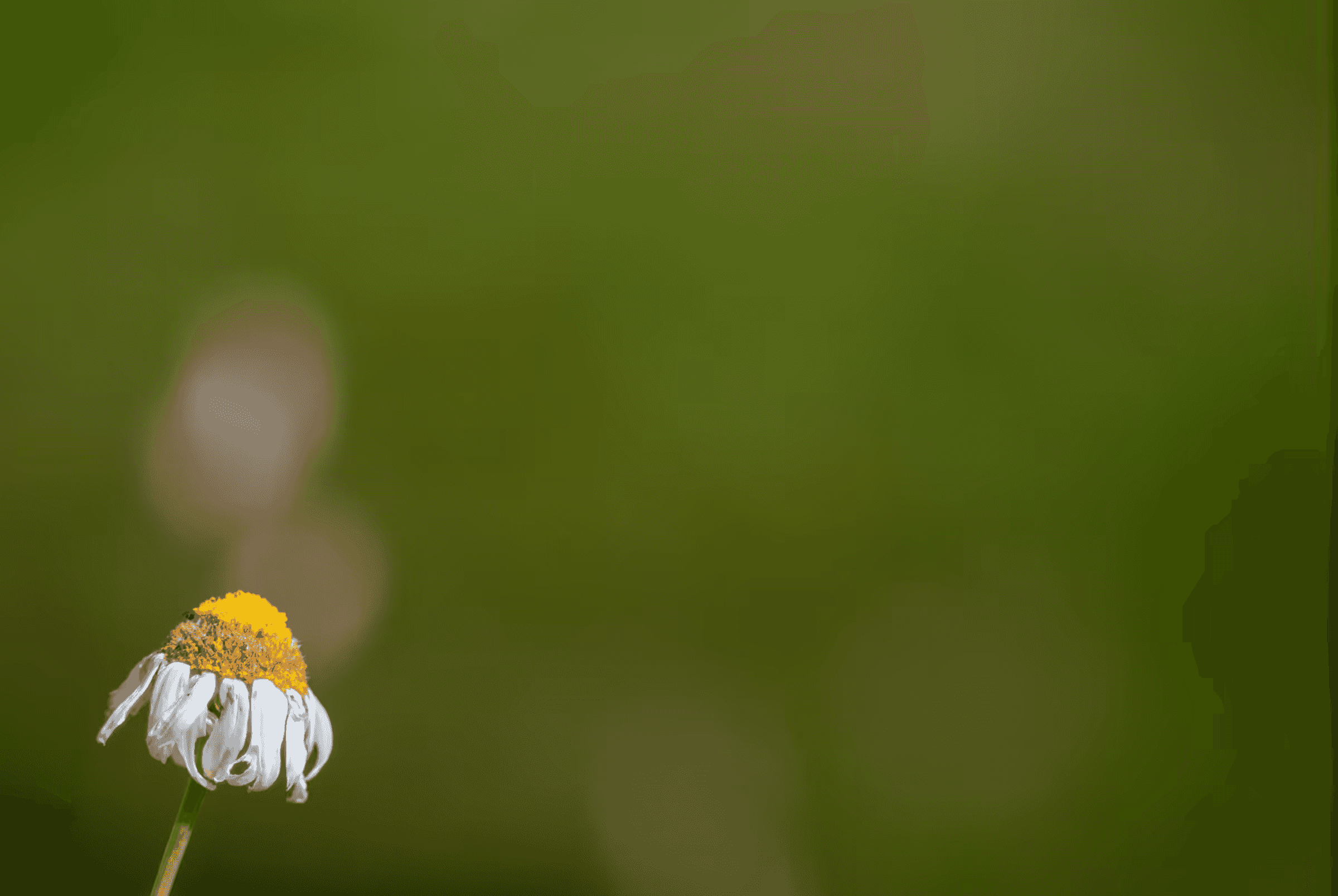 Close-up landscape photograph of a single chamomile flower in Piedmont, Italy. The flower head with white petals and a yellow center is slightly drooping and facing downwards.