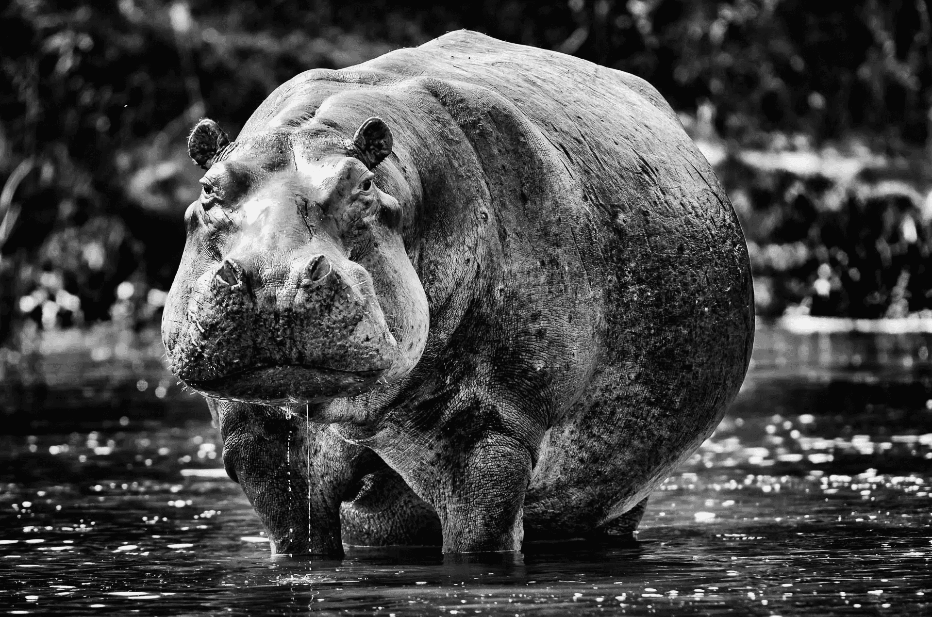 A powerful black and white portrait photograph of a hippopotamus standing in water, facing directly towards the camera.