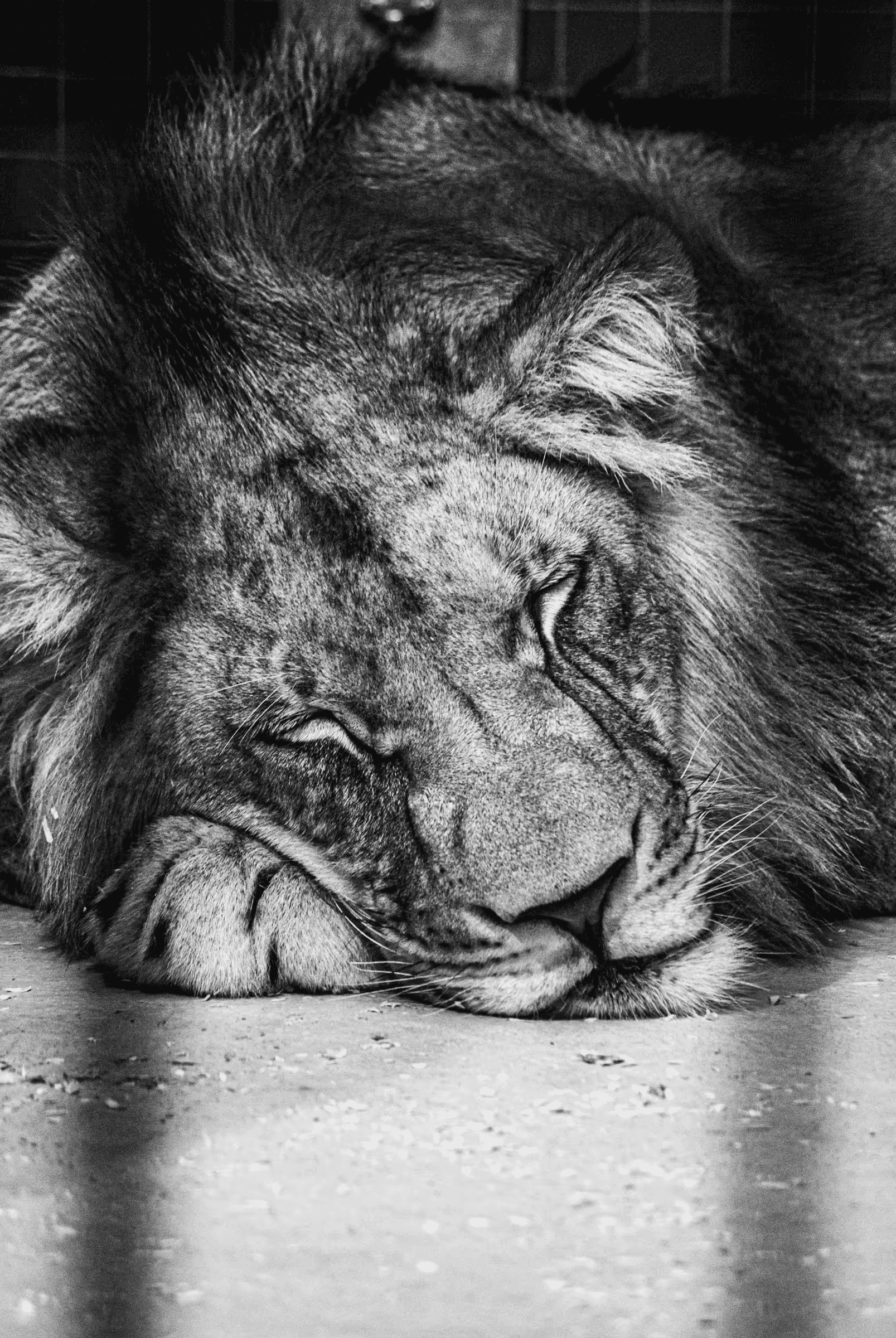 Monochrome portrait of a lion lying down in an enclosure at Berlin Zoo. The lion, with a thick mane, is seen in close-up, his head resting on his paws.
