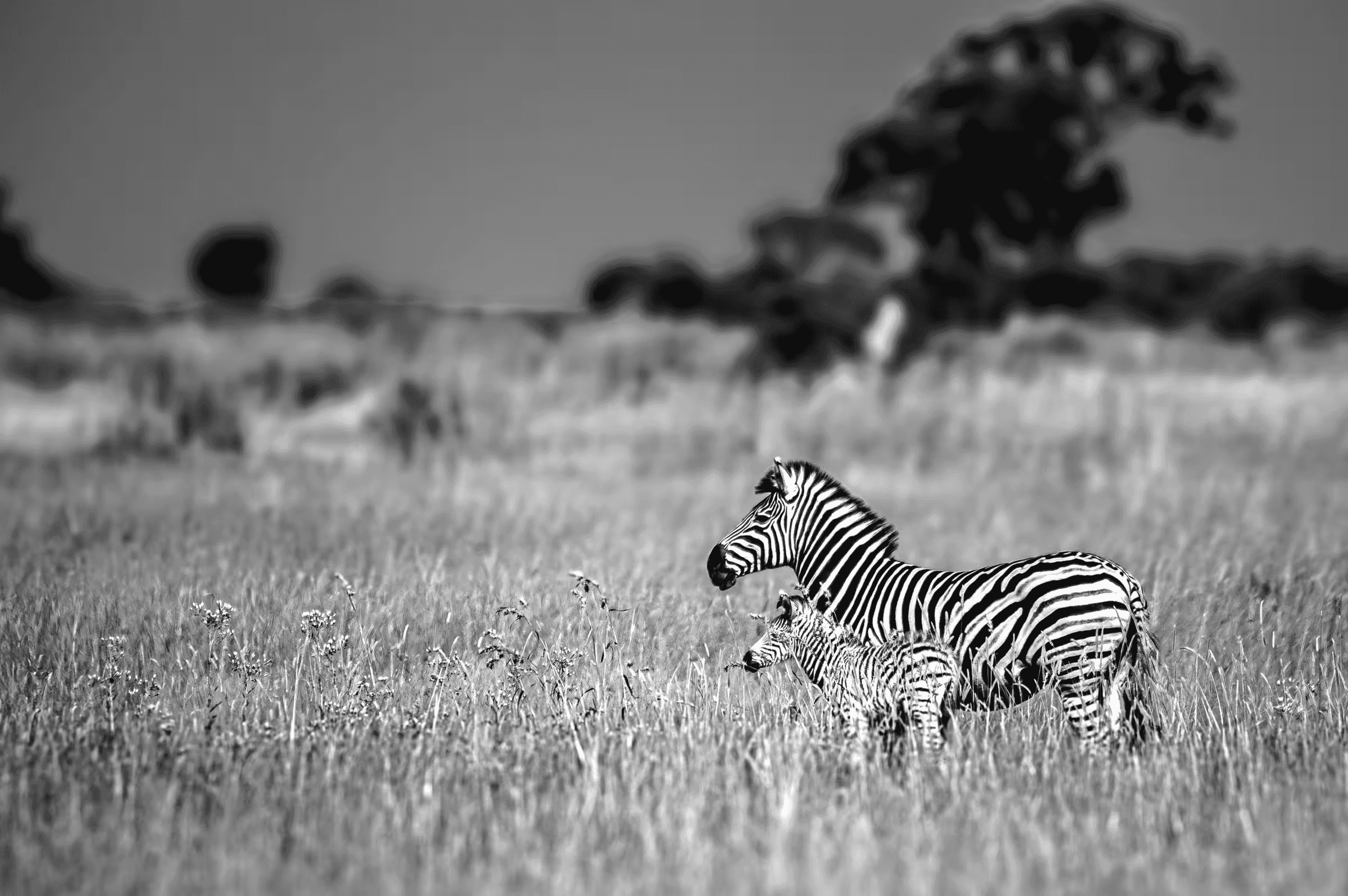 Black and white wildlife photograph of a zebra mother and her calf on the African savanna. The adult zebra and her smaller calf stand side-by-side in a field of tall grass, both facing slightly left.
