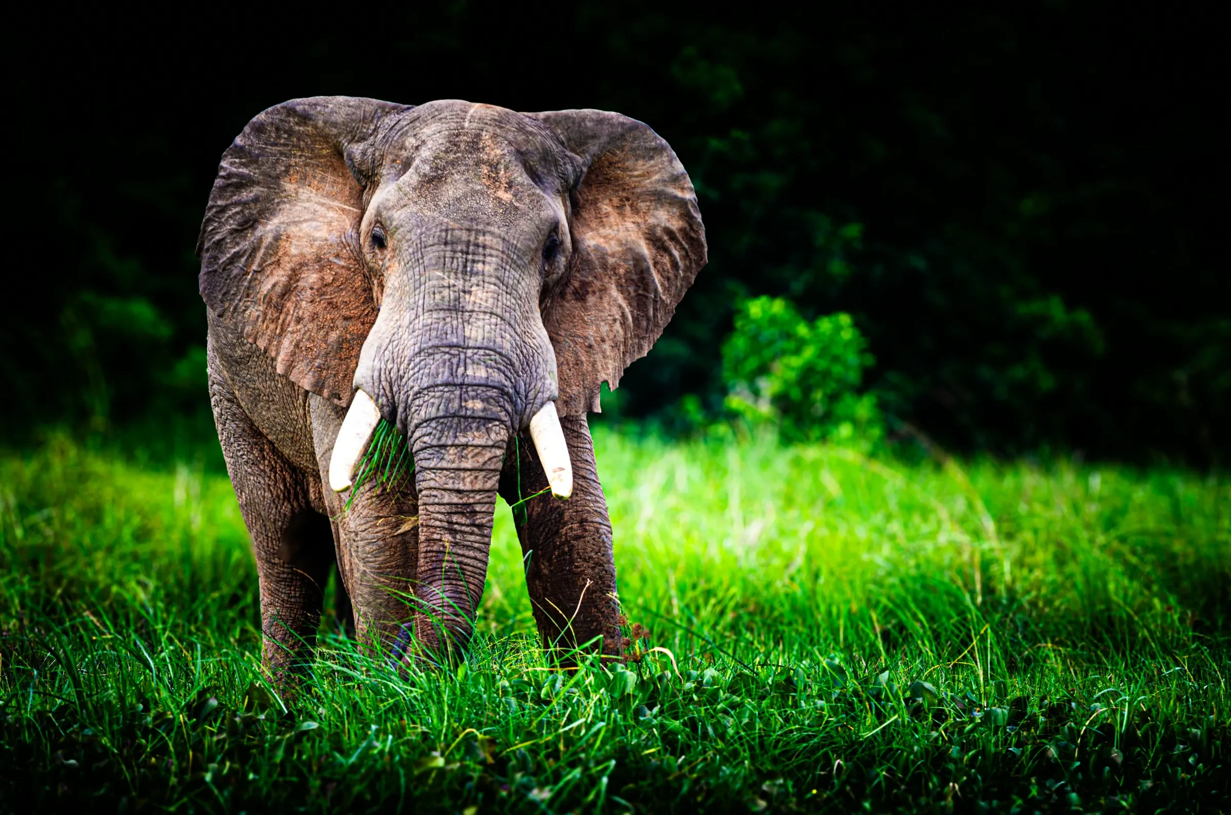 Front-facing African elephant standing in tall green grass in Uganda.