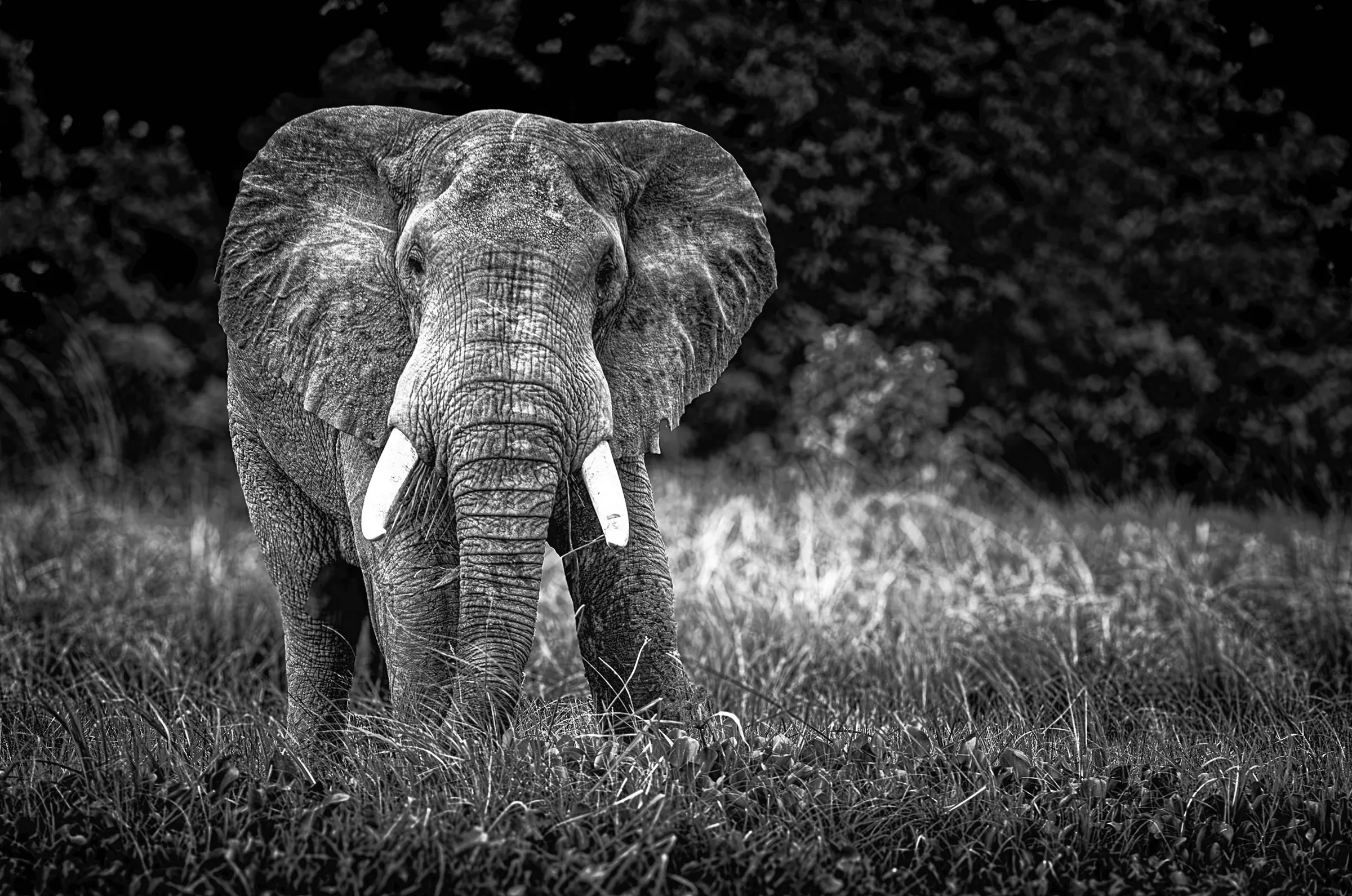 African Elephant Portrait (B&W) in Uganda in monochrome.