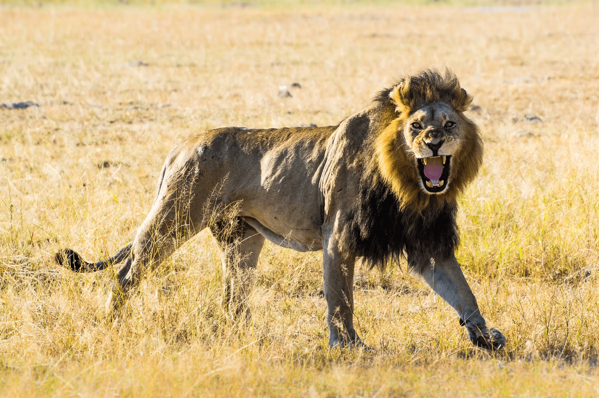 African lion growling toward the camera in dry grass in Moremi, Botswana.