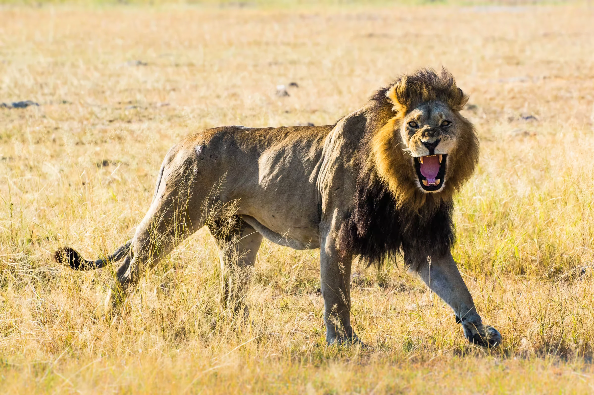 African lion growling toward the camera in dry grass in Moremi, Botswana.