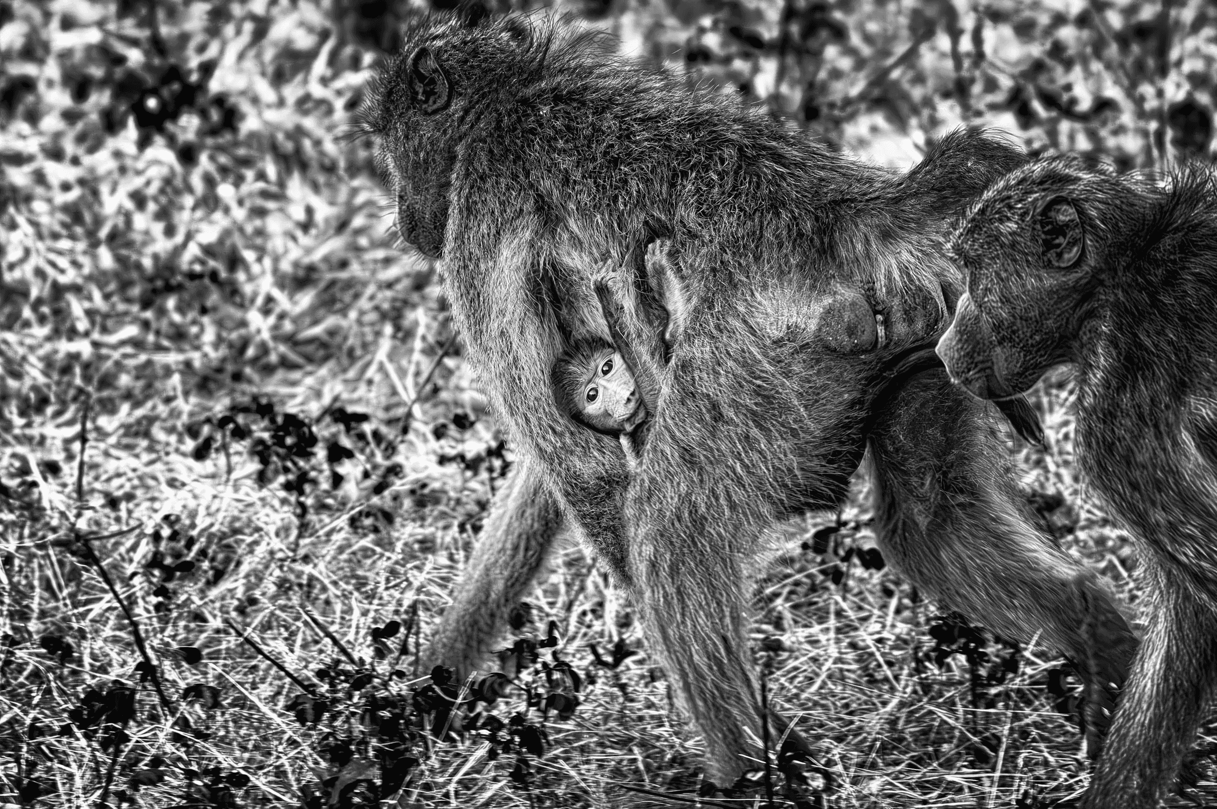 Black and white photograph of an adult baboon walking through grassy terrain in Uganda, carrying its baby underneath its belly.