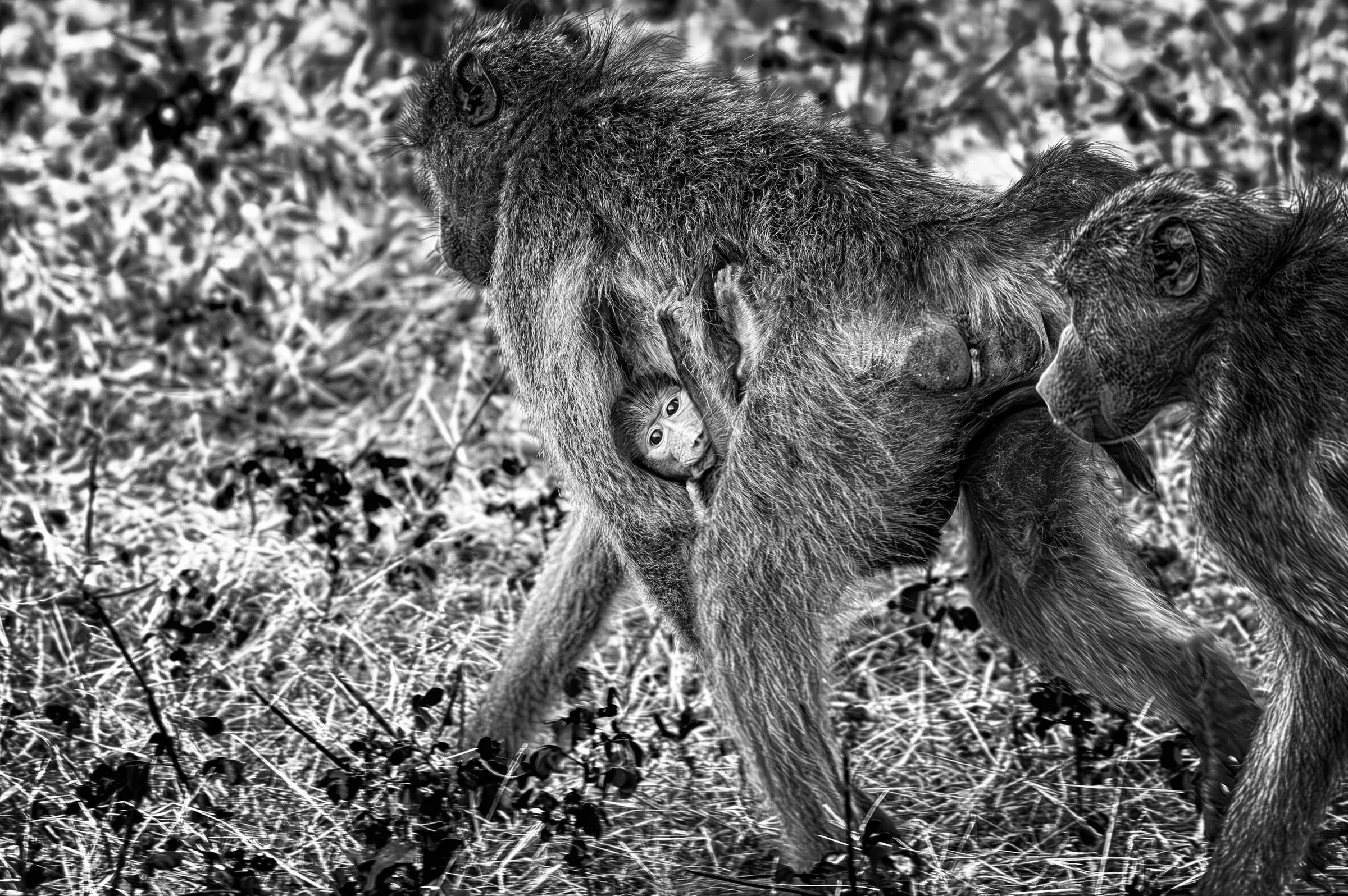 An adult baboon walking through grassy terrain in Uganda, carrying its baby underneath its belly.