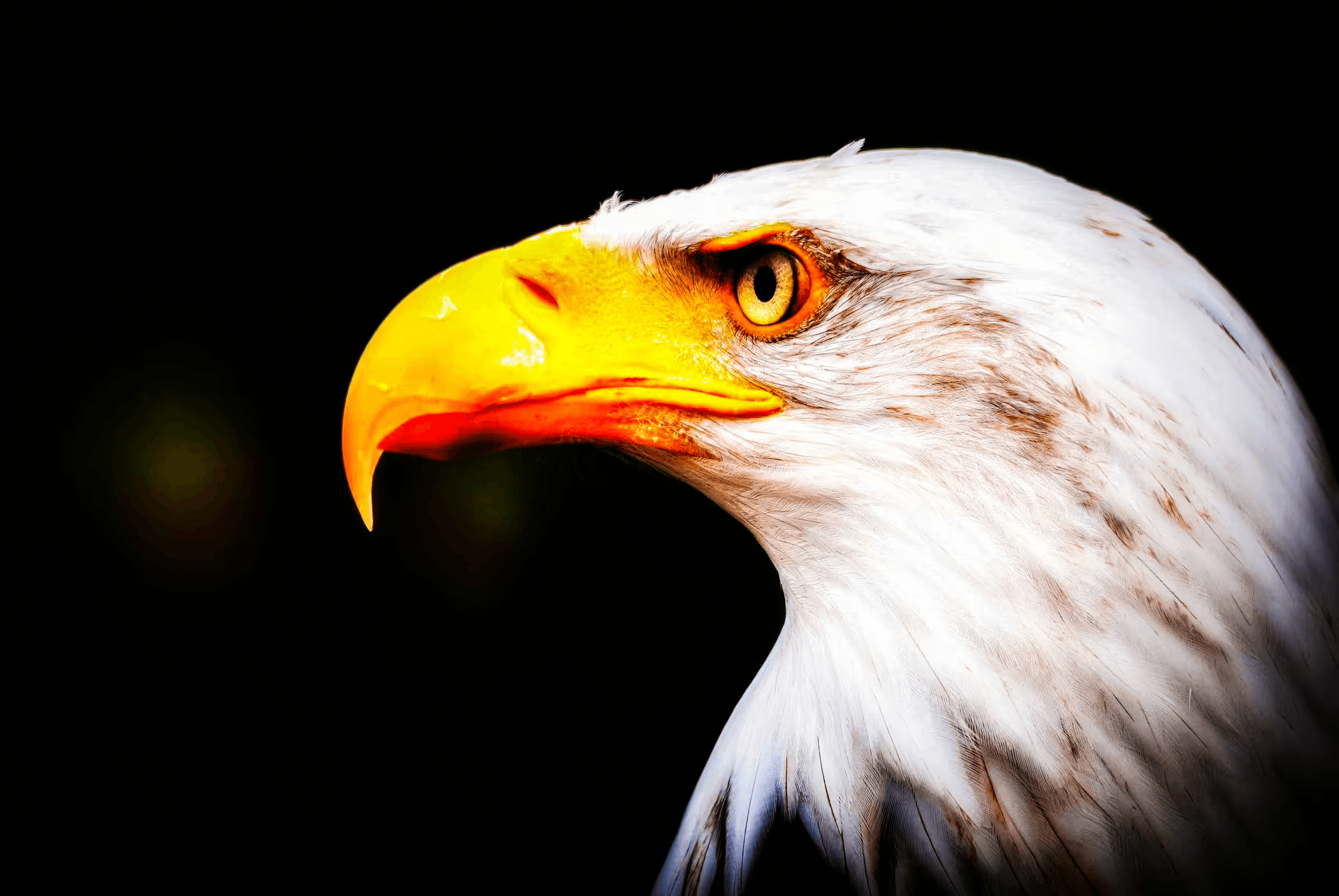 Click to view in fullscreen Close-up portrait photograph of a Bald Eagle.