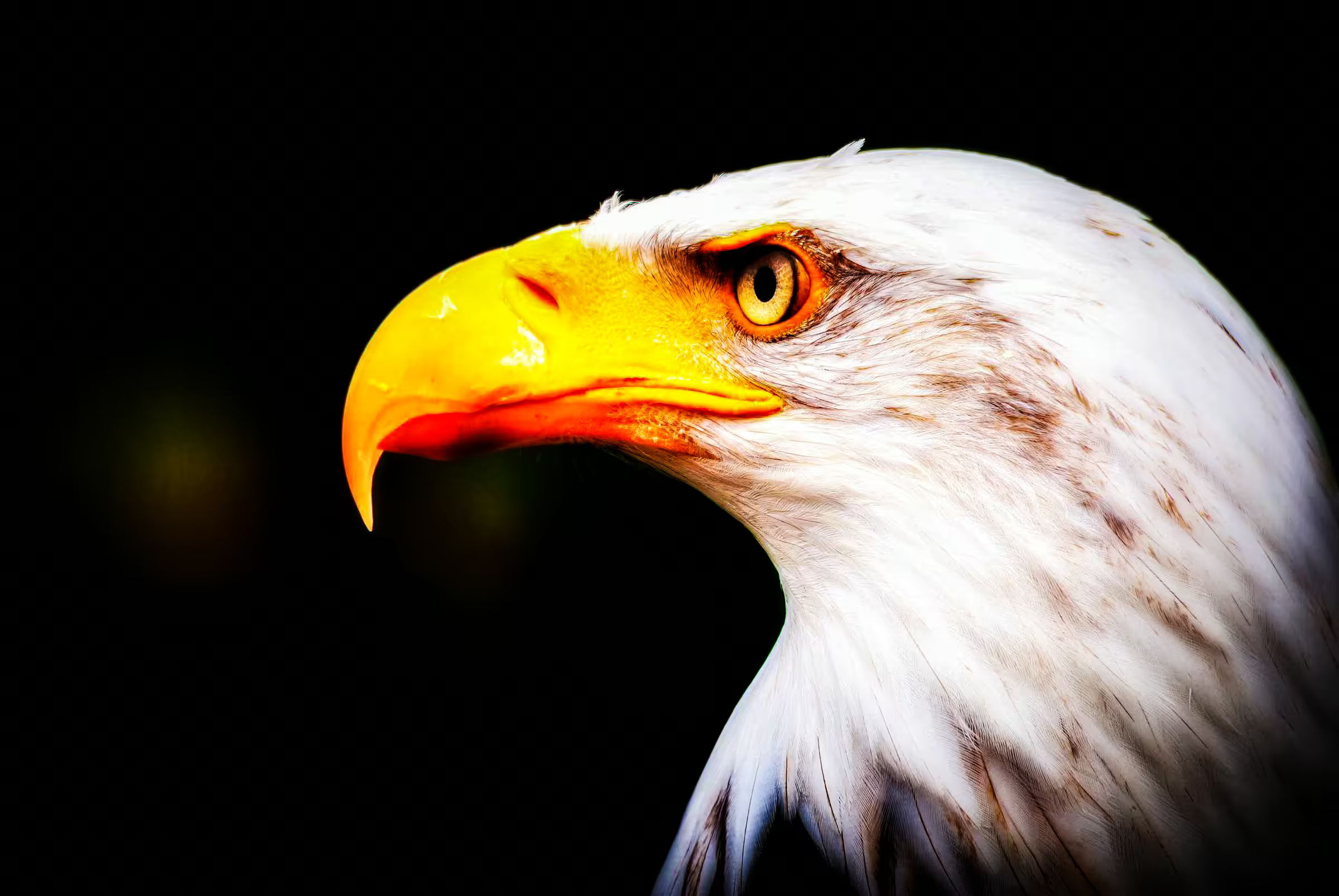 Close-up portrait photograph of a Bald Eagle.