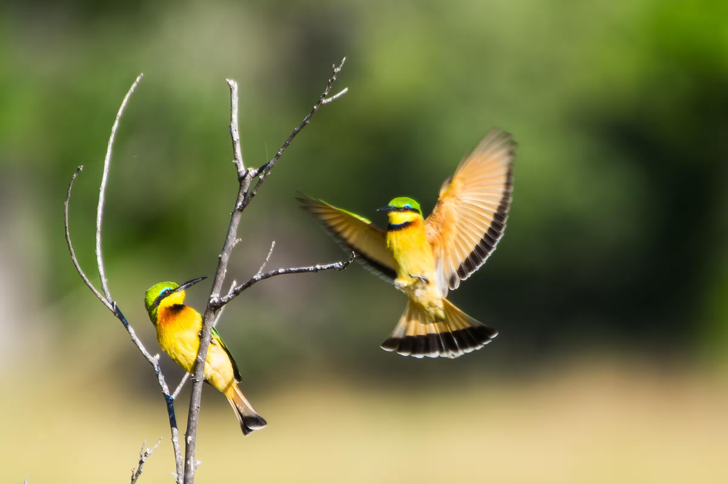 Two Bee-Eater birds on a branch.