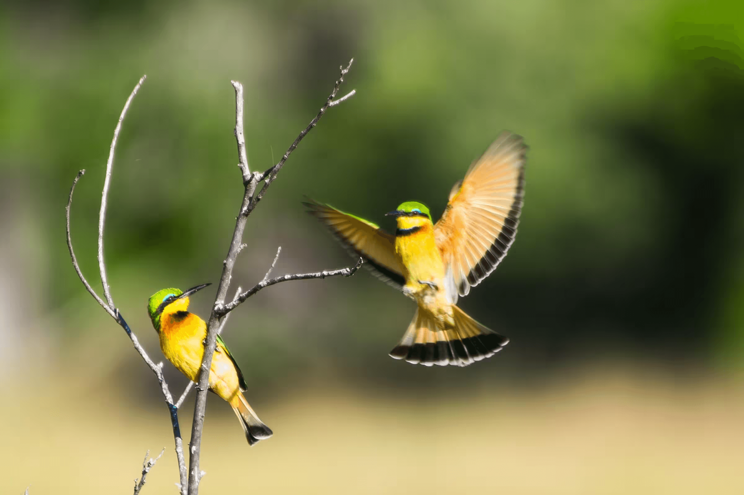 Two Bee-Eater birds on a branch.