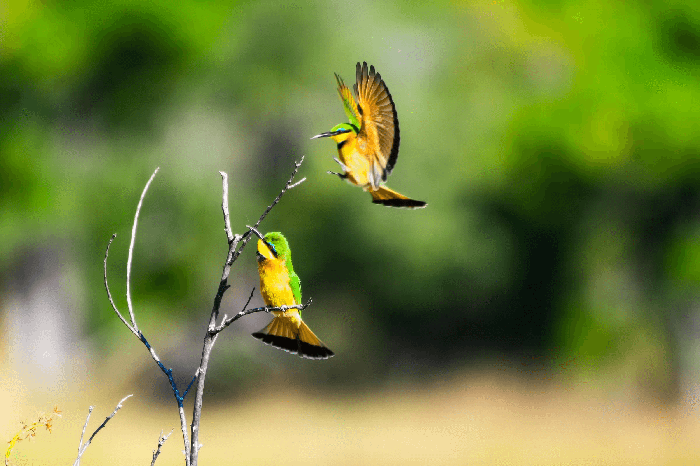 Wildlife photograph featuring two Bee-Eaters in flight. One Bee-eater with bright yellow, green, and orange plumage is perched on a thin branch, and the other is captured in mid-air, wings fully extended upwards as if ascending from the branch.