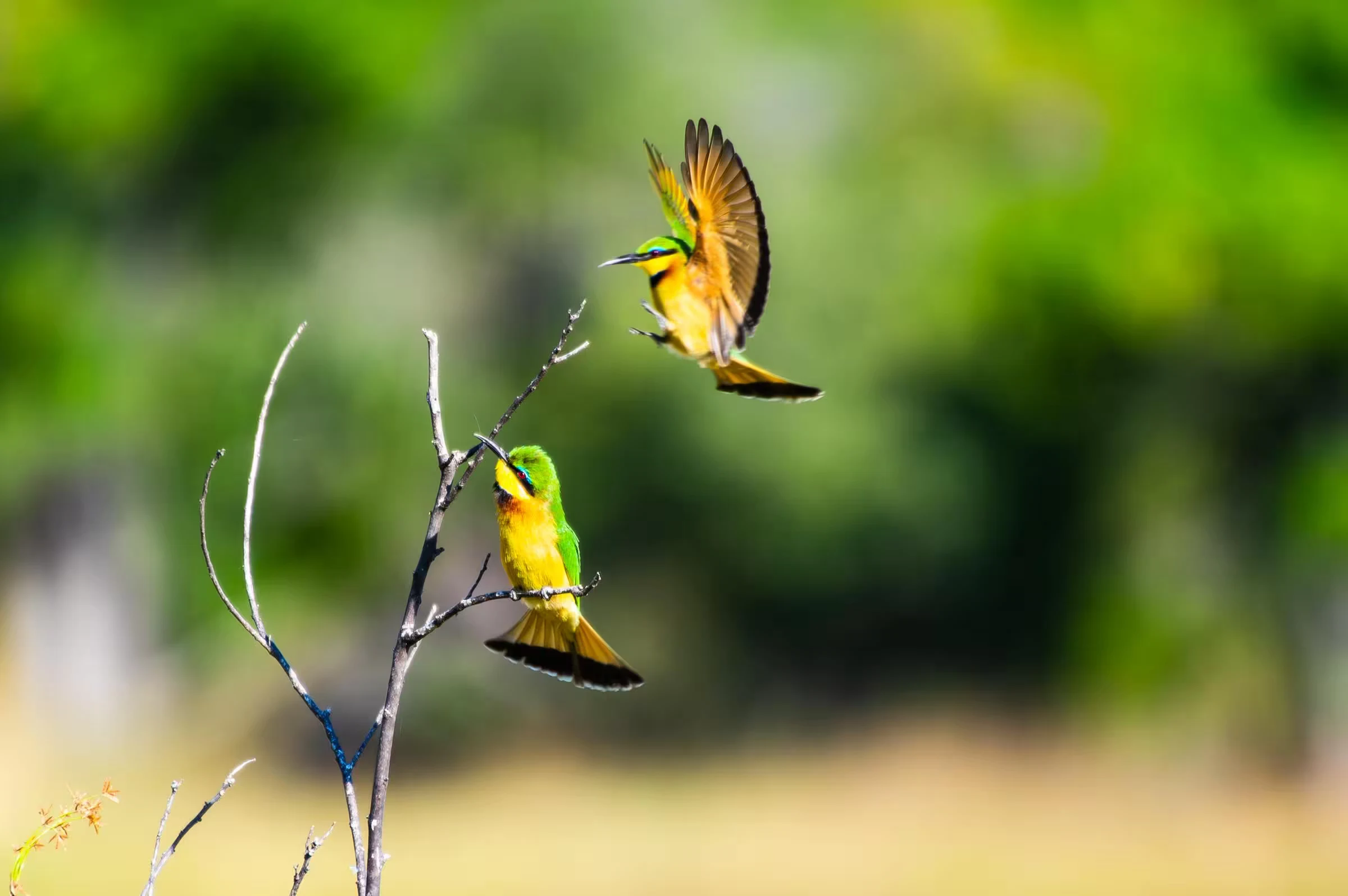 Bee Eaters Wings Flight in Welgevonden.