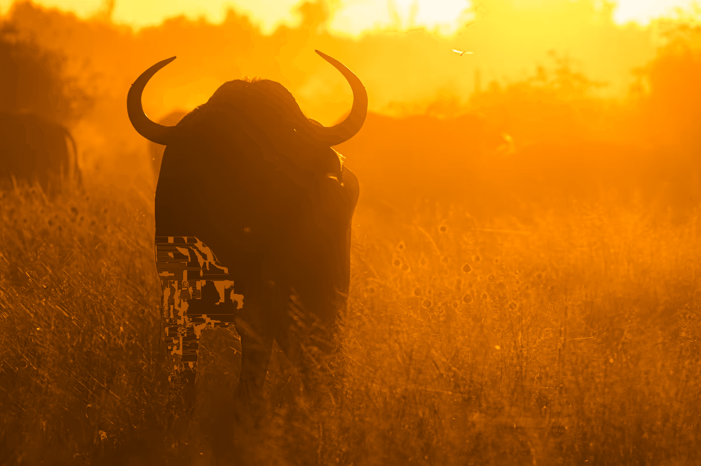 Dramatic silhouette of an African bull in Botswana against a vibrant golden sunset/sunrise.