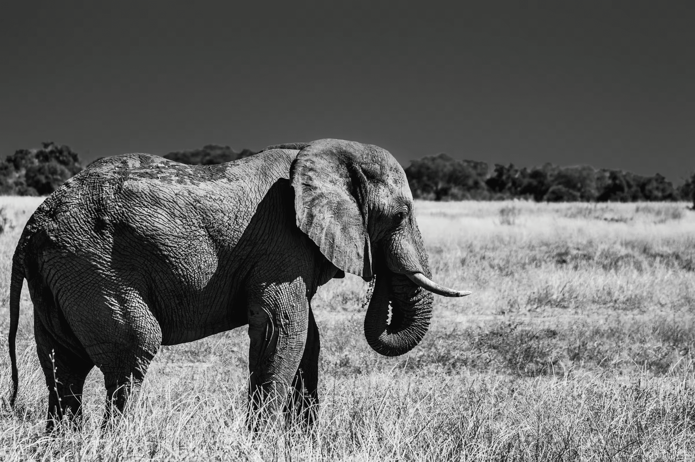 Giant Elephant in Botswana in monochrome.