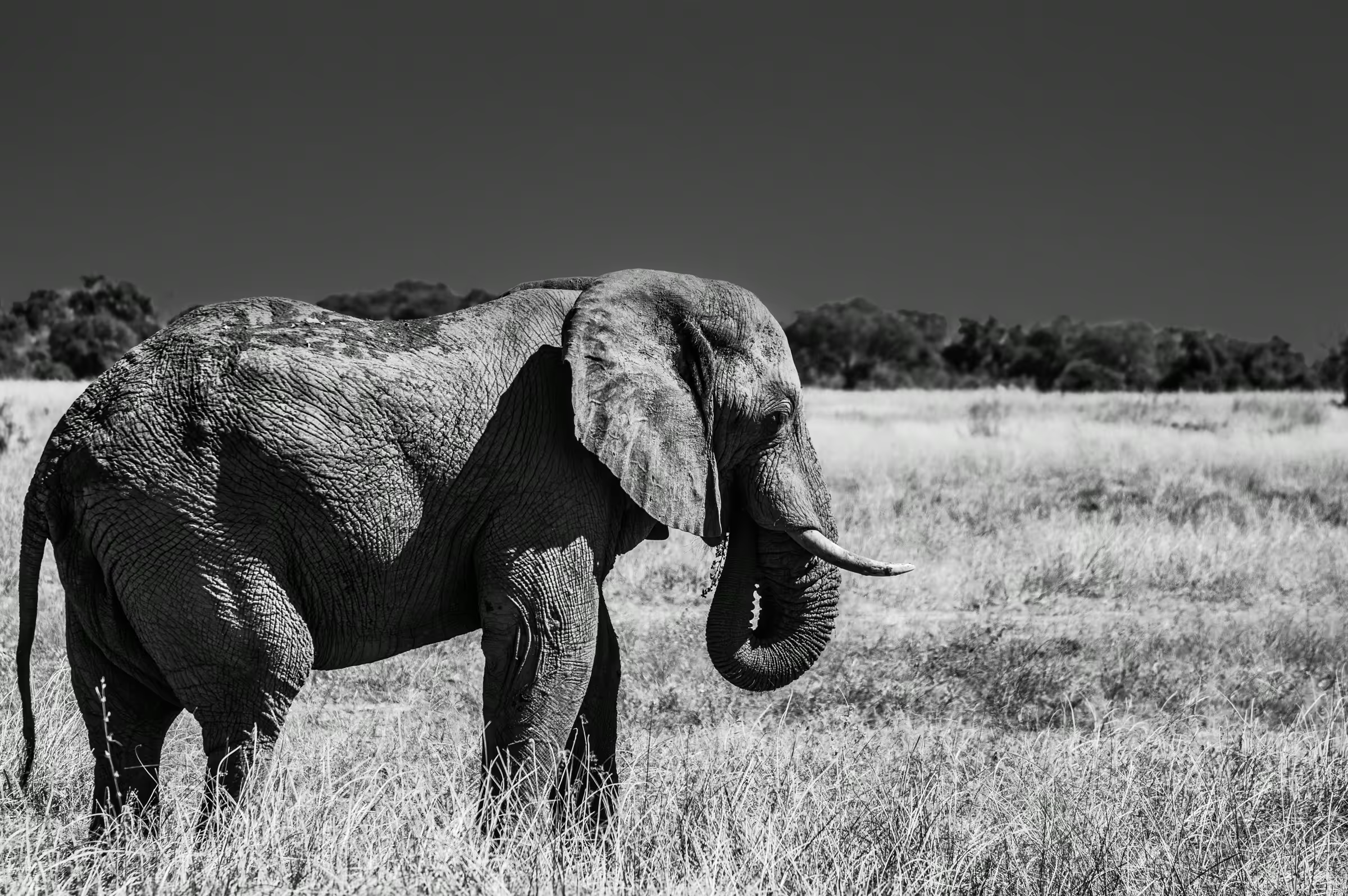 Giant Elephant in Botswana in monochrome.