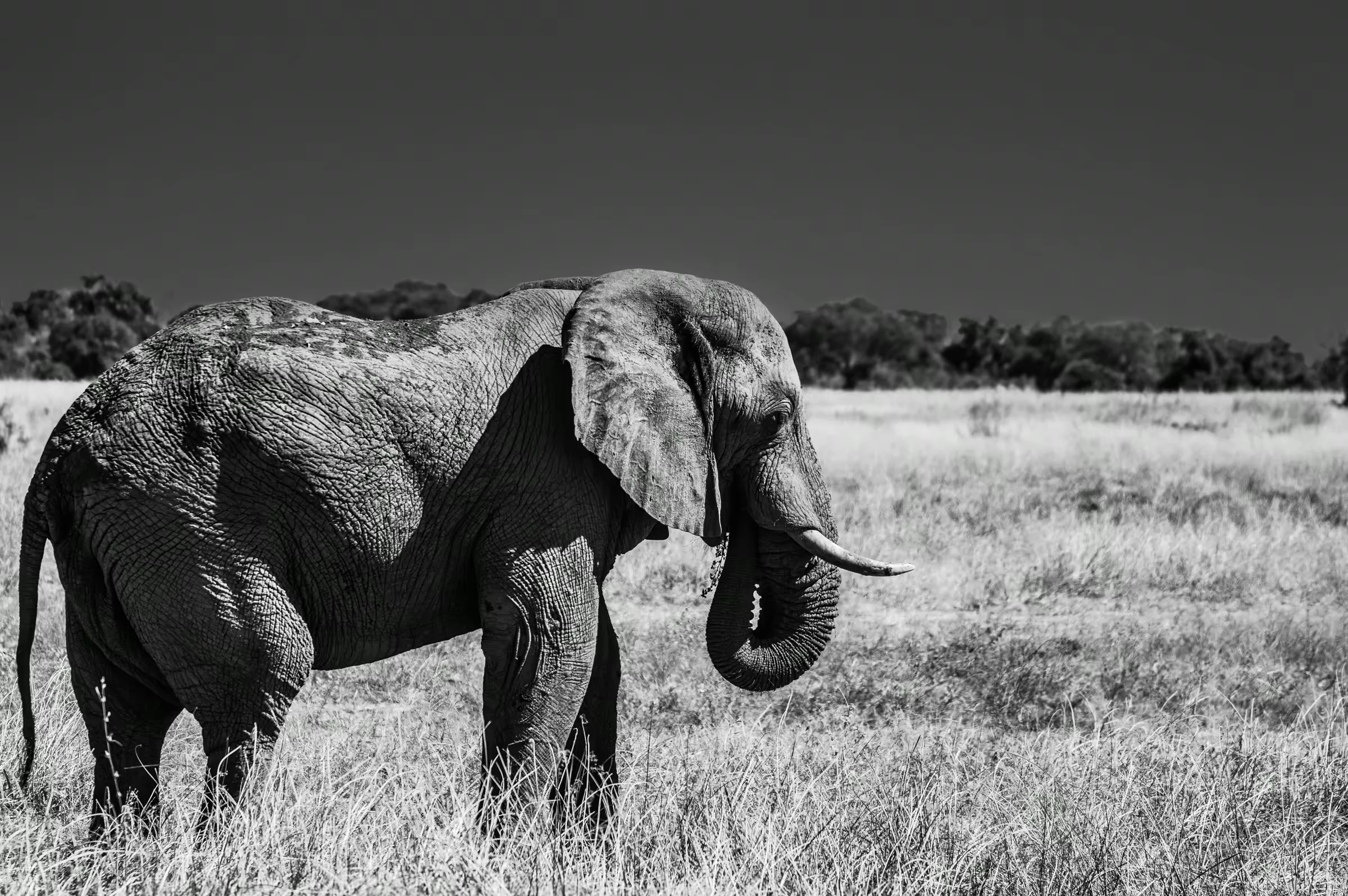 Giant Elephant in Botswana in monochrome.