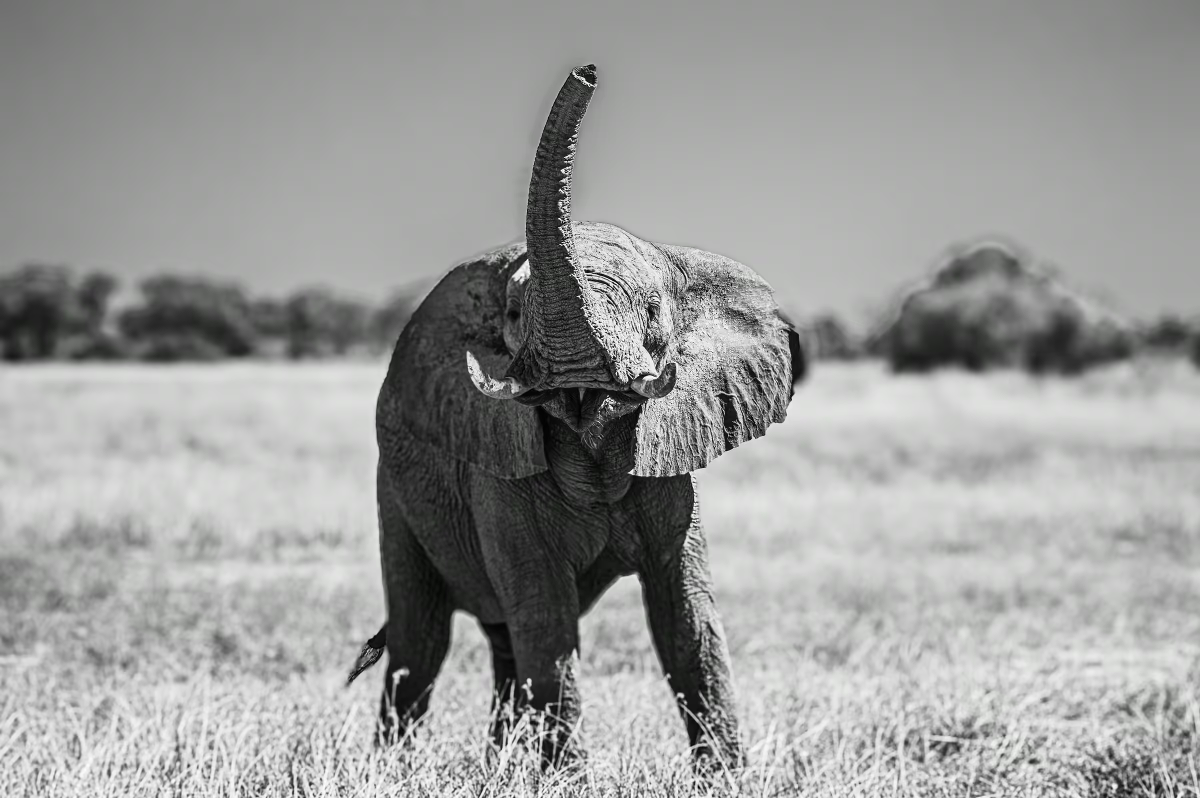 An African Elephant in Botswana raising its trunk skyward.