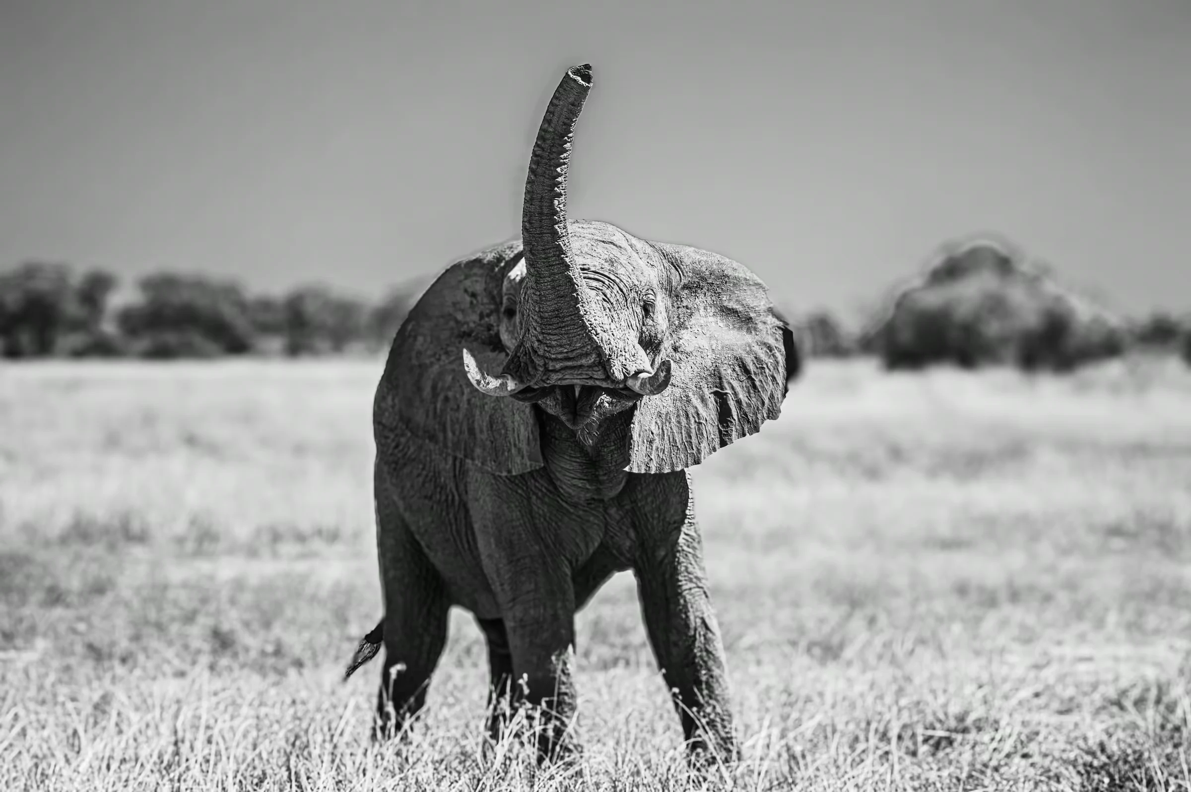 An African Elephant in Botswana raising its trunk skyward.