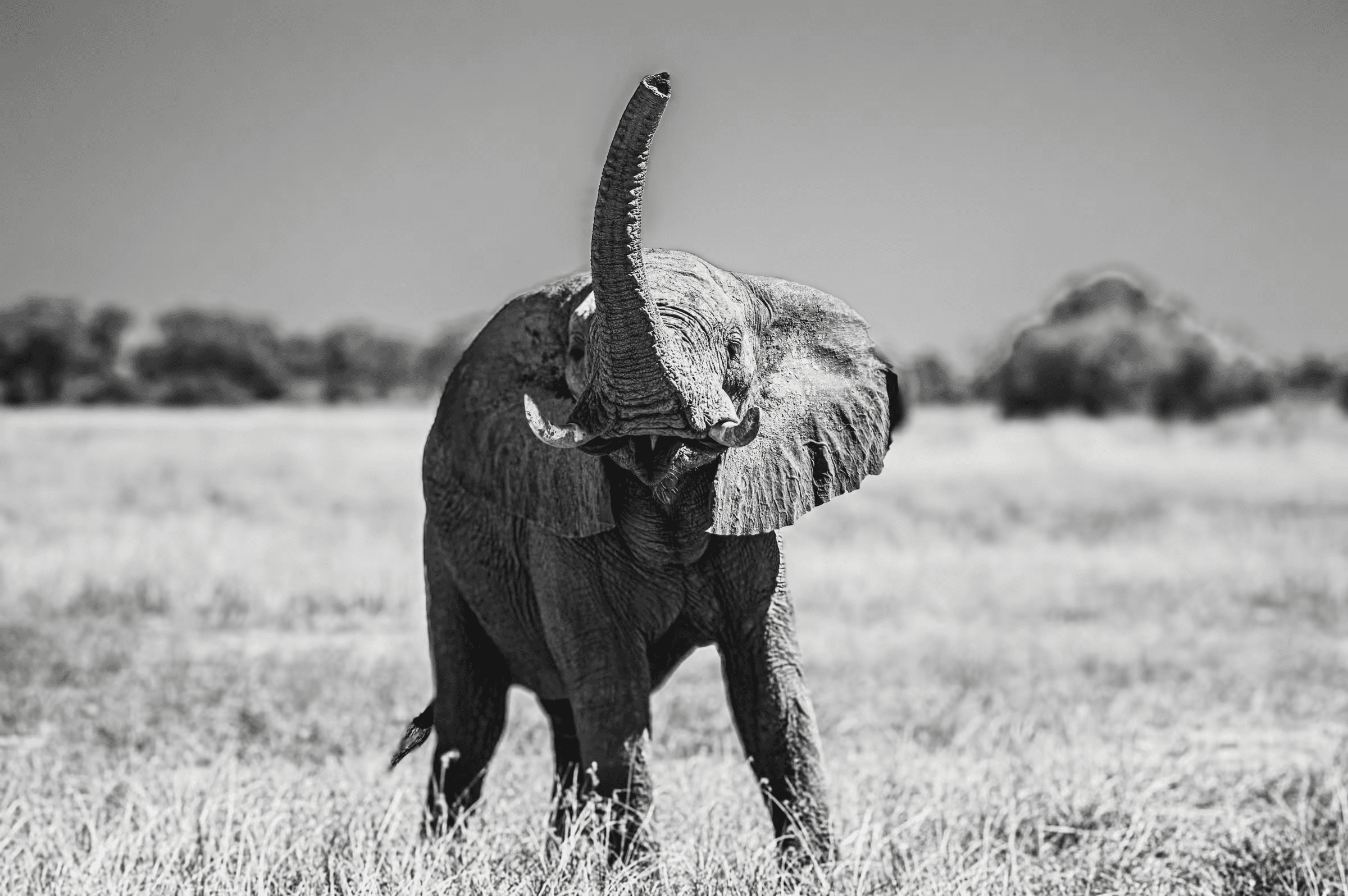 An African Elephant in Botswana raising its trunk skyward.
