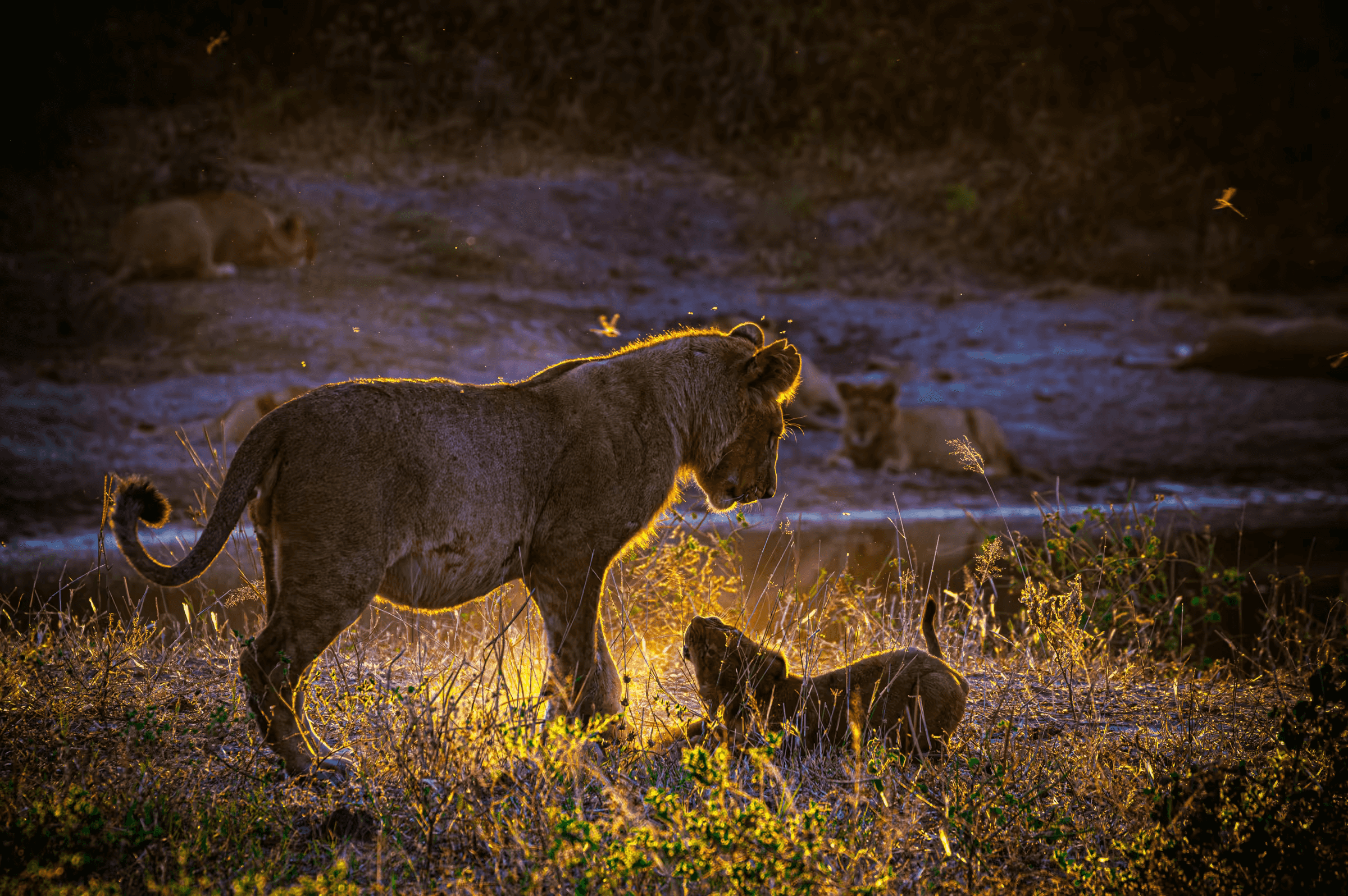 Golden Hour Play: Botswana Lion Cubs A lion cub and juvenile lion playing in golden sunlight in Botswana.