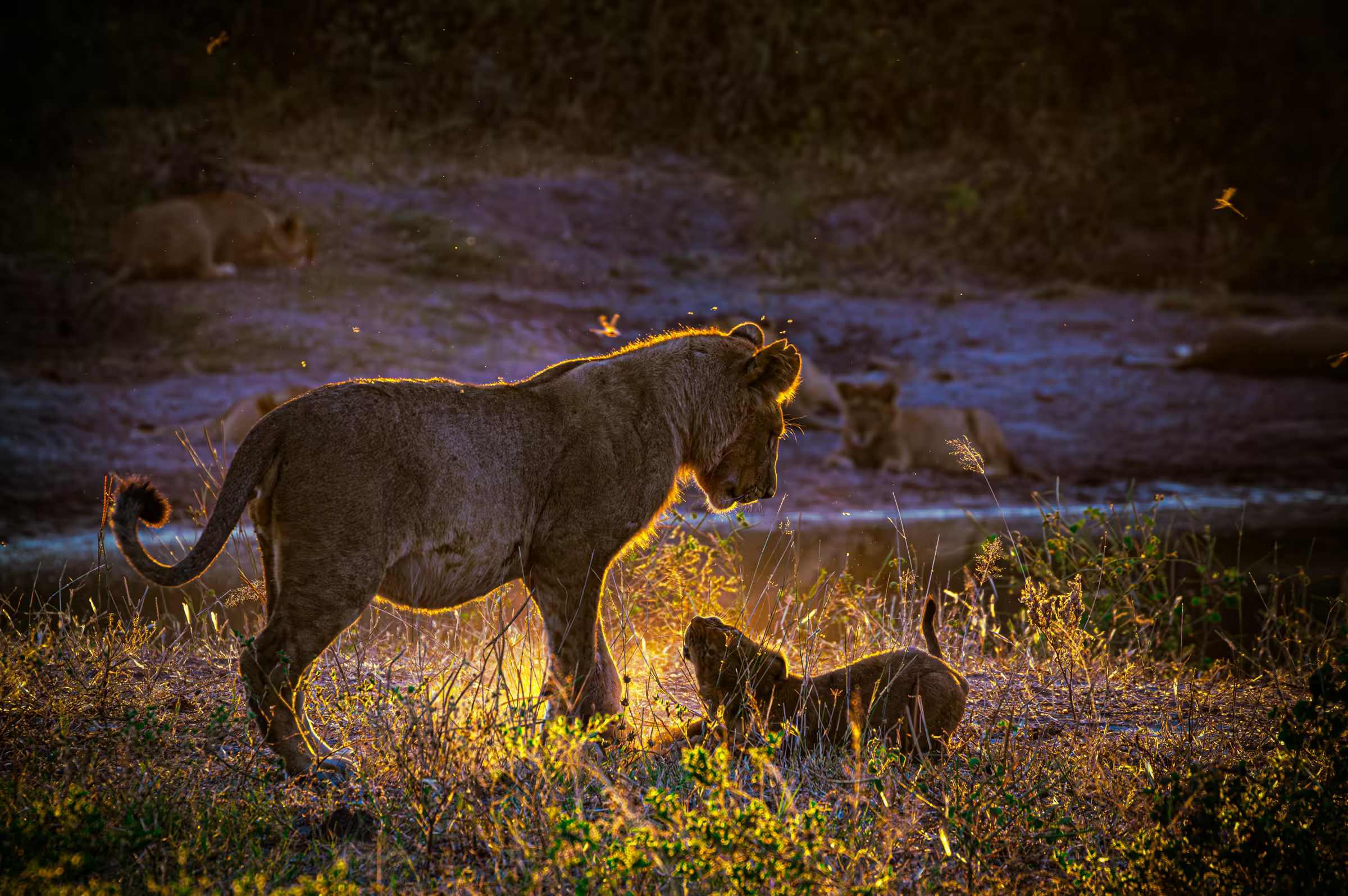 A lion cub and juvenile lion playing in golden sunlight in Botswana.