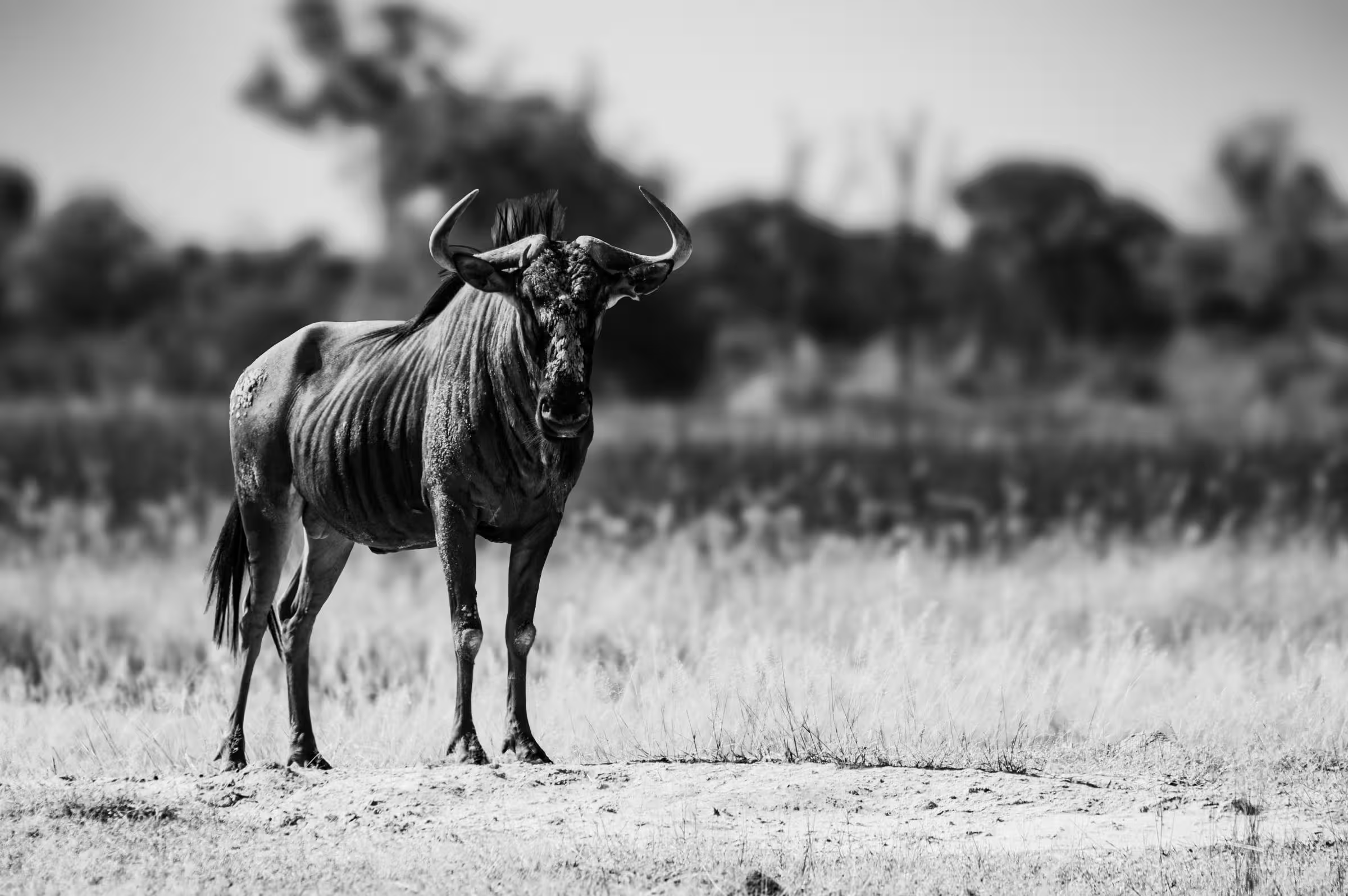 A Blue Wildebeest standing in a grassy field in Botswana.