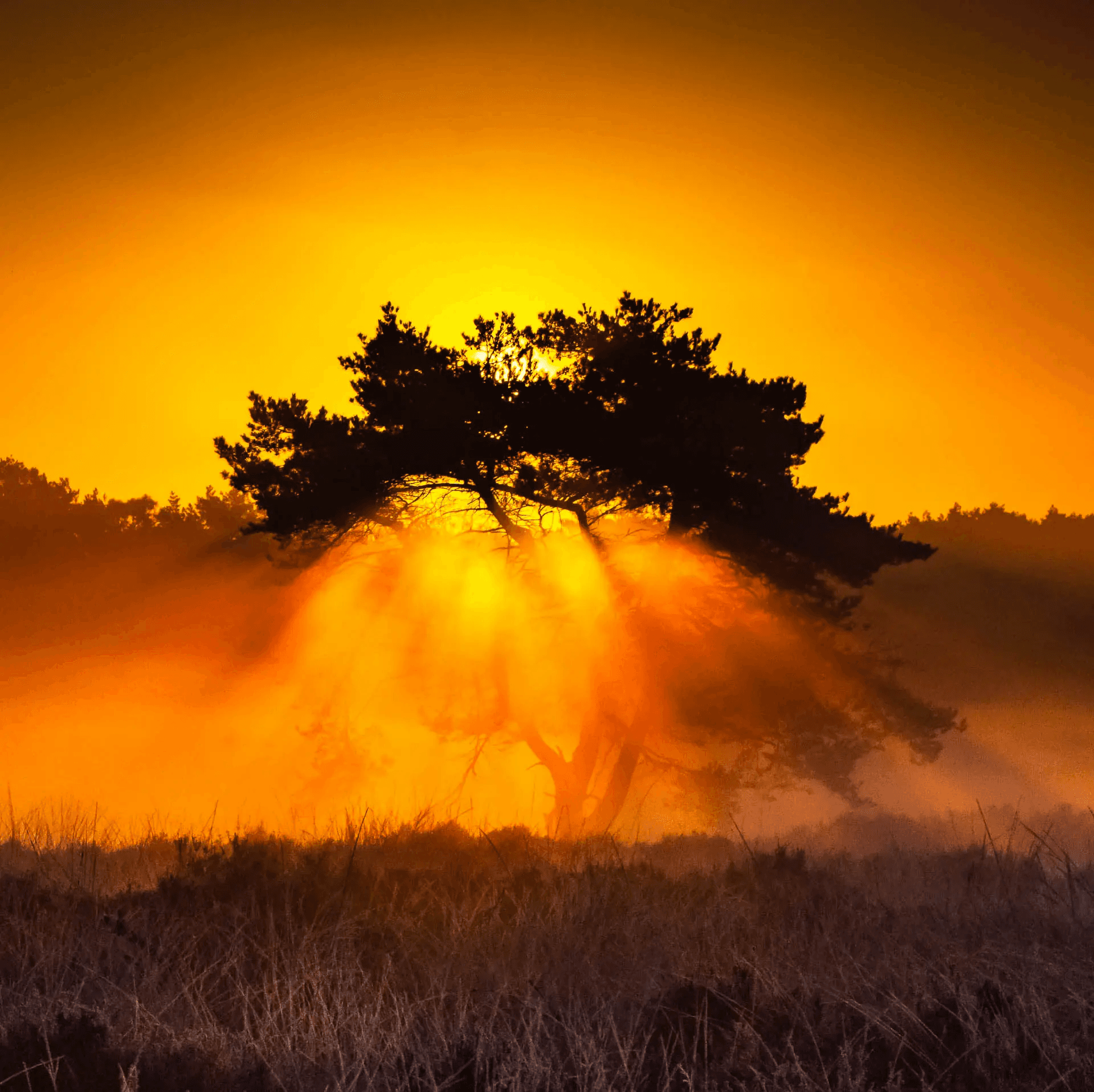 Lone tree in Kalmthout silhouetted by golden sunrise, with sunbeams streaming through morning mist.