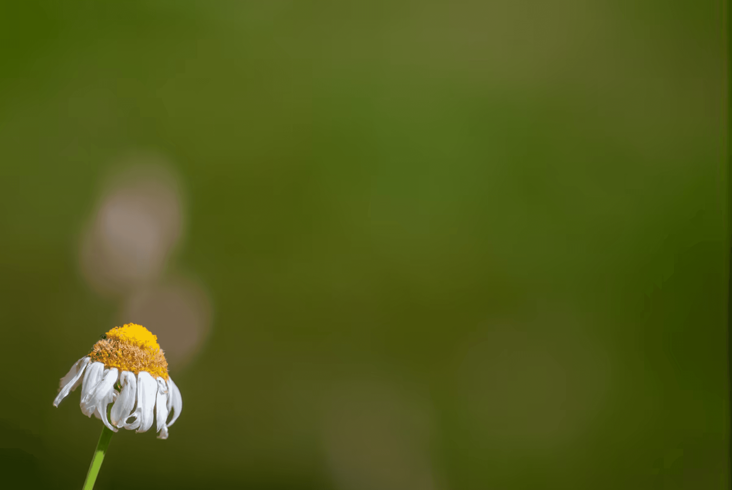 Close-up landscape photograph of a single chamomile flower in Piedmont, Italy.