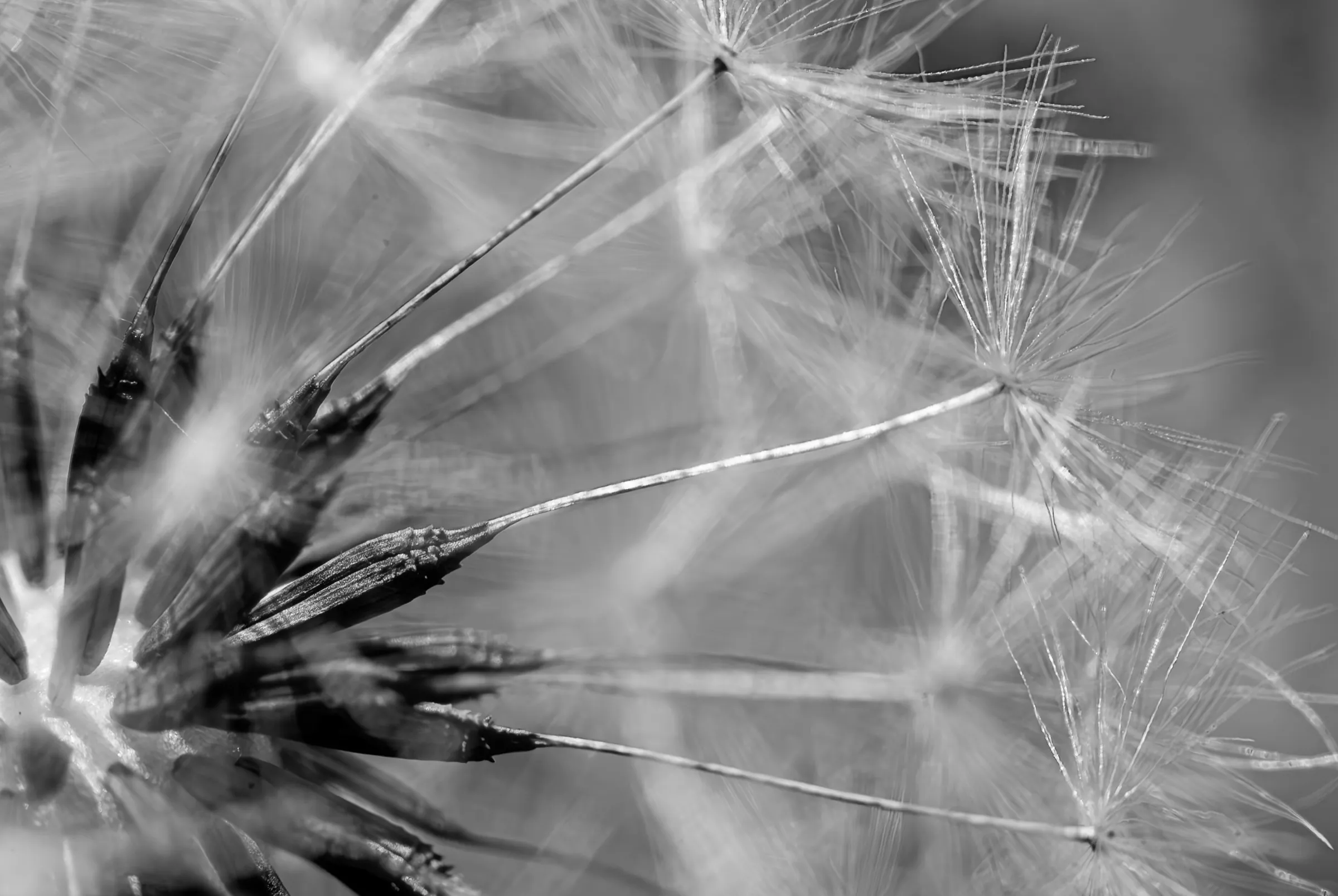 Dandelion Seed Head Macro as an abstract study in monochrome.