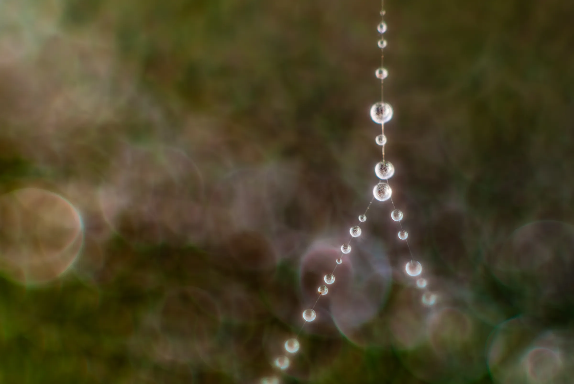Macro color photograph of glistening dew drops clinging like beads to the fine strands of a spider web against a soft-focus green and brown background.