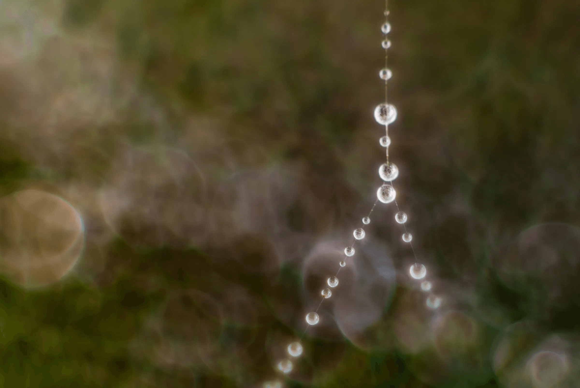 Dew Drops on Spider Web as an abstract study.