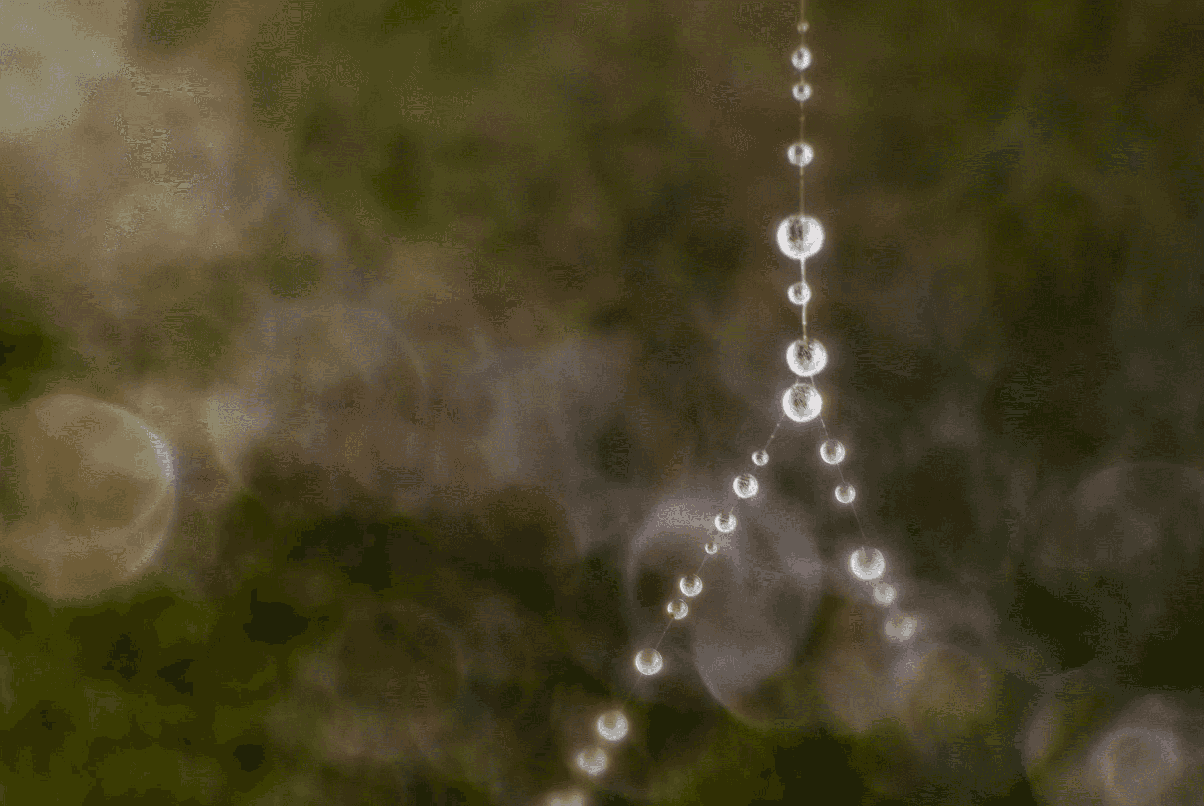 Macro color photograph of glistening dew drops clinging like beads to the fine strands of a spider web against a soft-focus green and brown background.