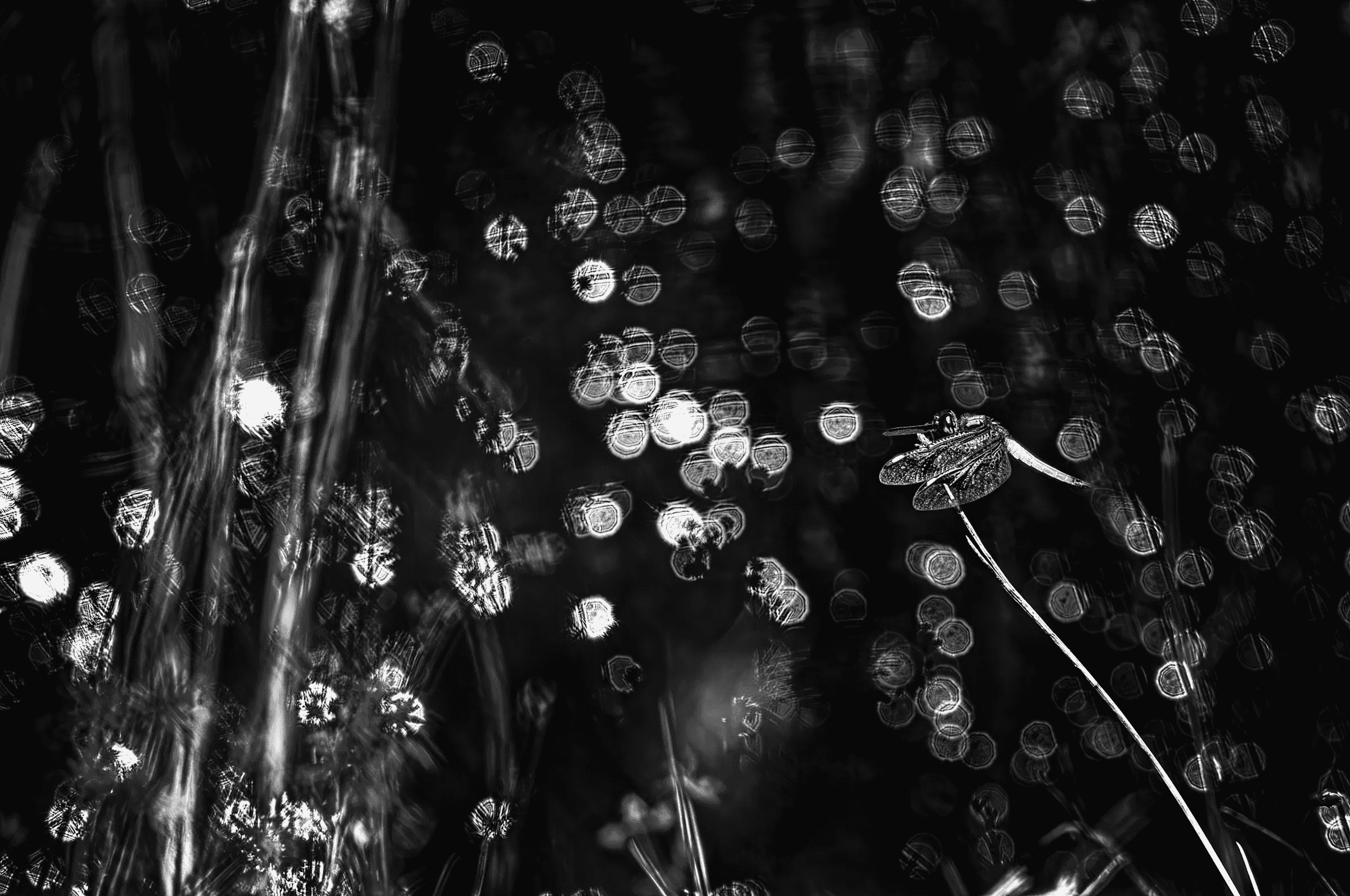 Black and white photograph of a dragonfly perched on a plant stem against a dark background filled with sparkling circular bokeh highlights.