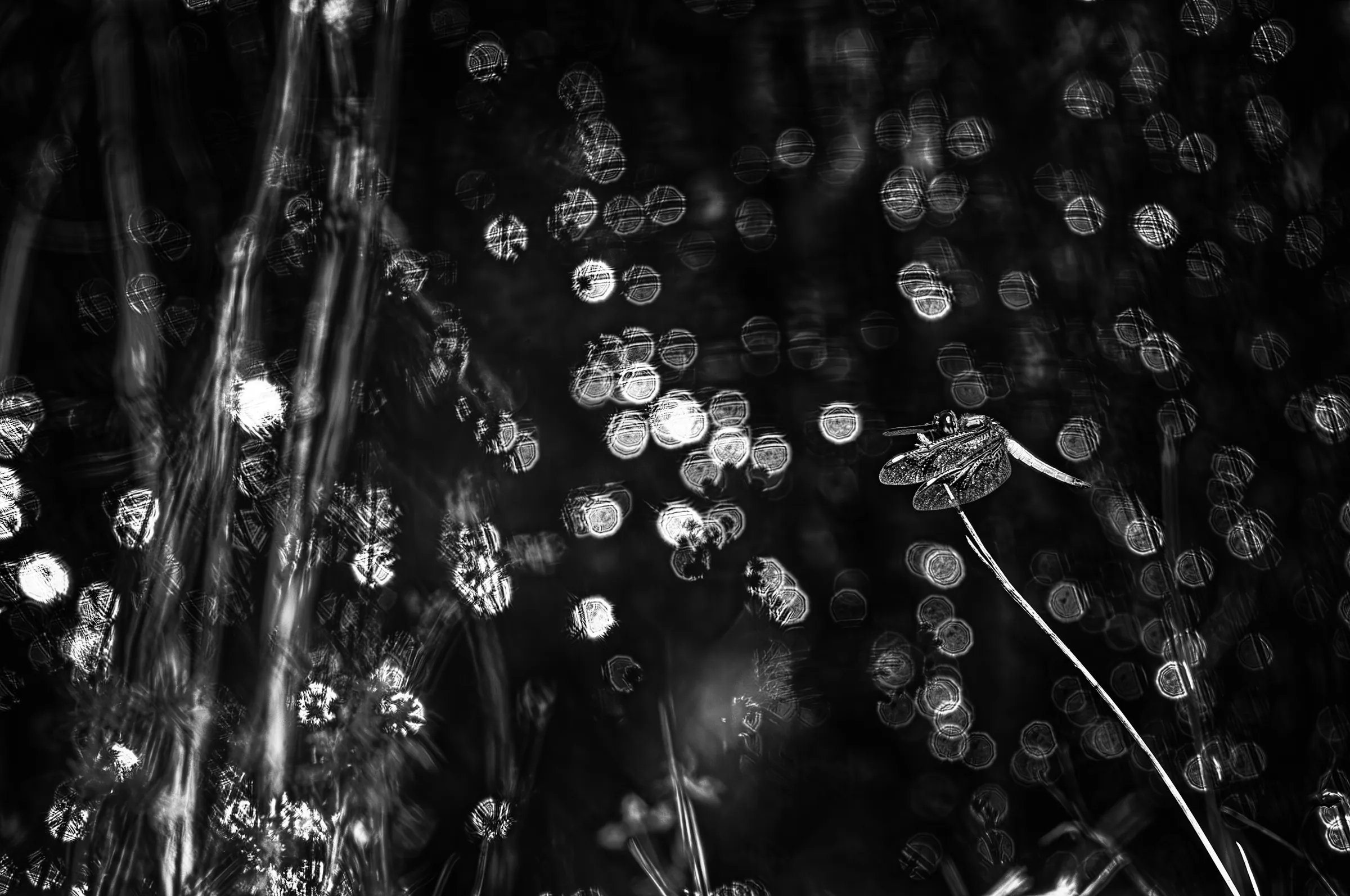 Dragonfly Amidst Bokeh in its natural habitat in monochrome.
