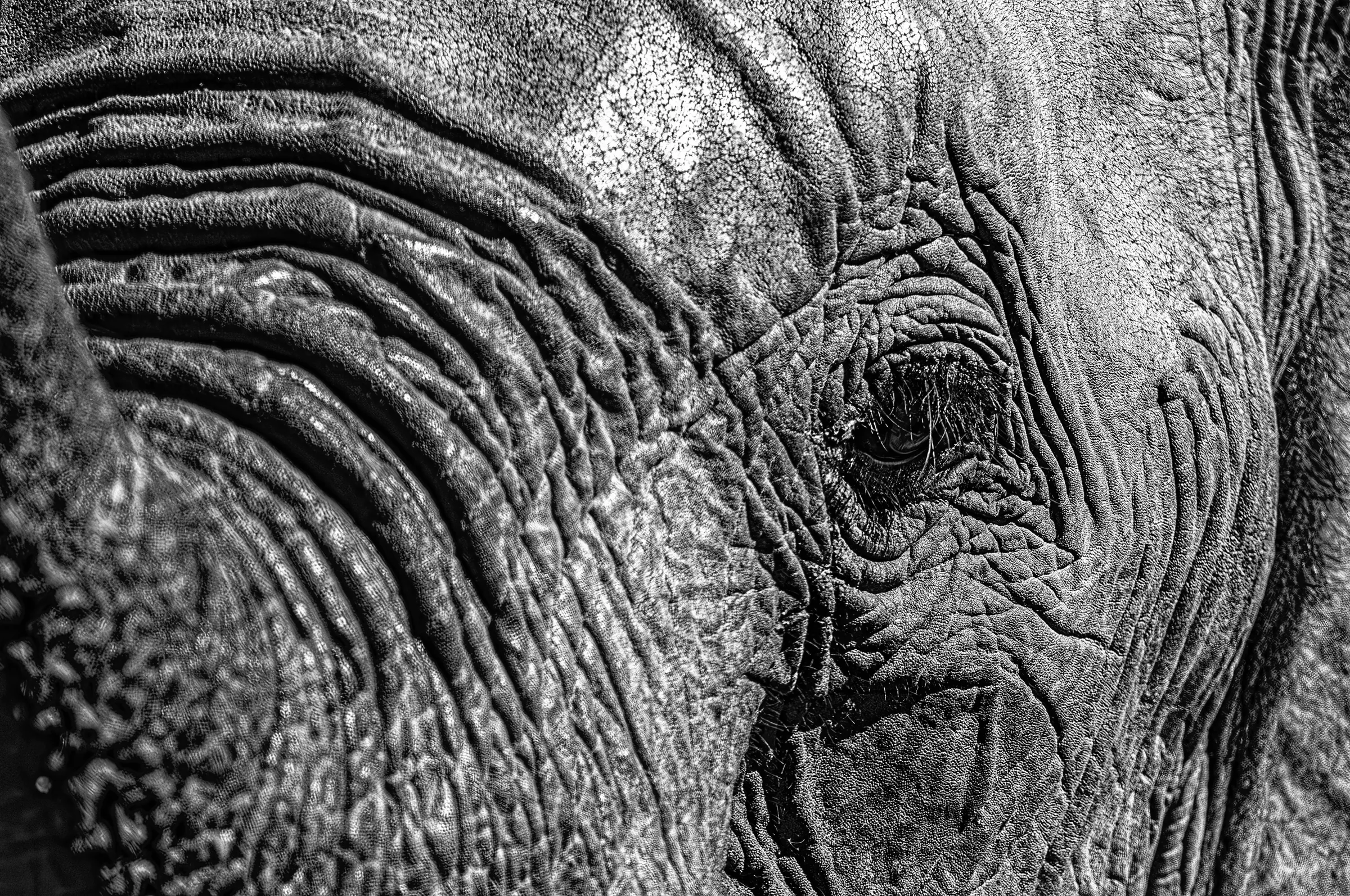 Wisdom in the Wrinkles Elephant Eye in its natural habitat in monochrome.