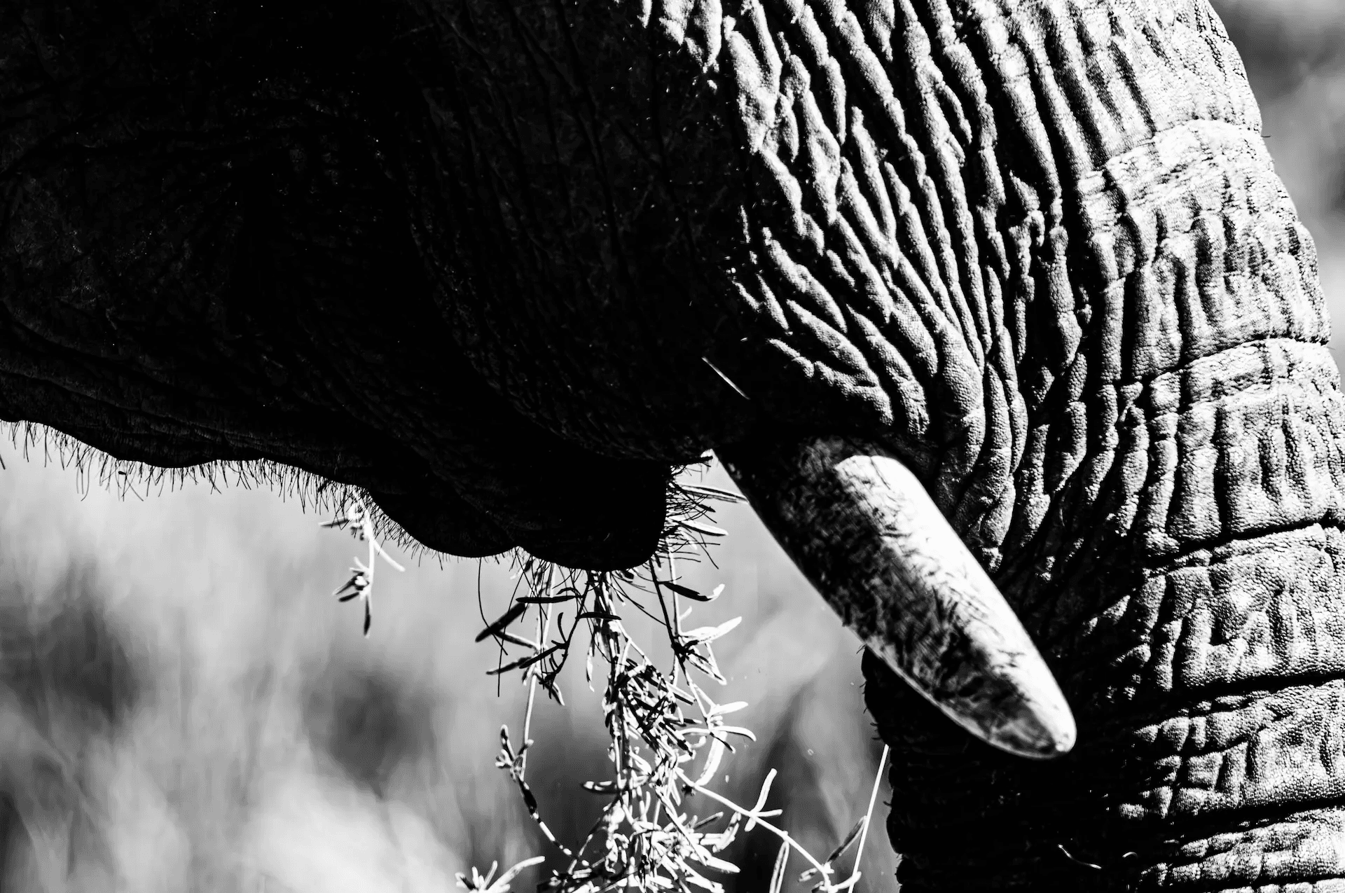 Monochrome close-up of an elephant trunk gathering grass in Botswana.