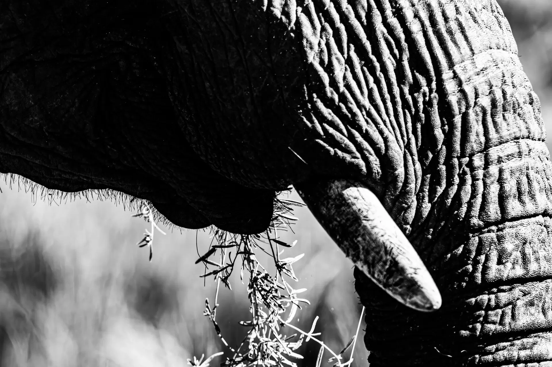 Monochrome close-up of an elephant trunk gathering grass in Botswana.