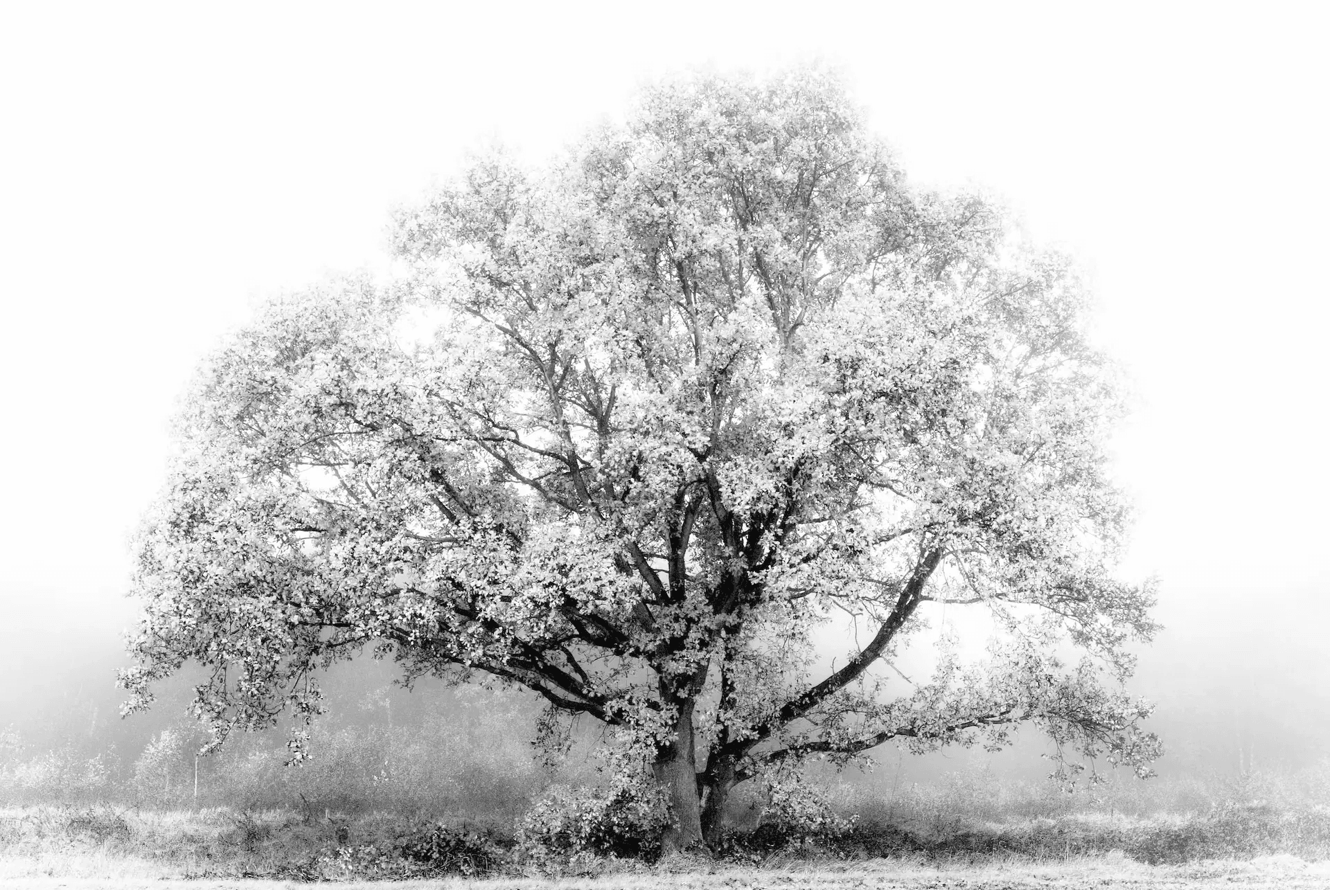 Click to view in fullscreen Ethereal Sentinel Tree White Mist in Etten-Leur.