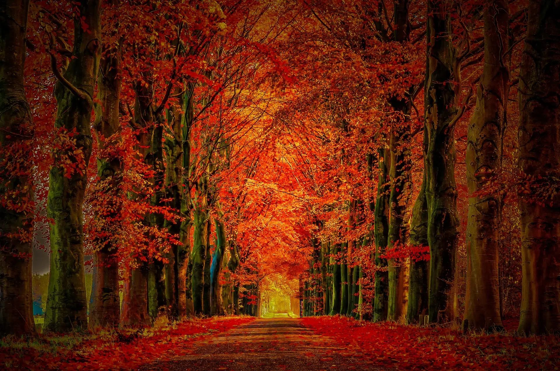 Autumn landscape photograph of a tree tunnel in Etten-Leur, Netherlands.