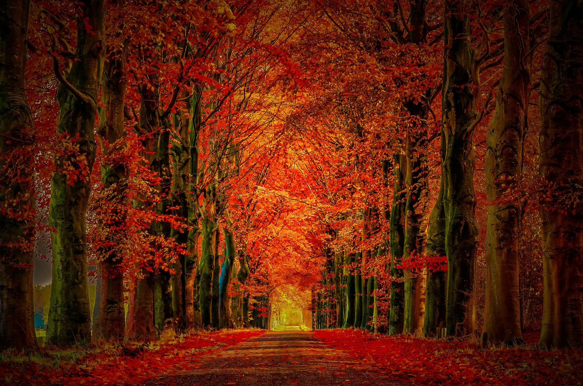 Autumn landscape photograph of a tree tunnel in Etten-Leur, Netherlands.
