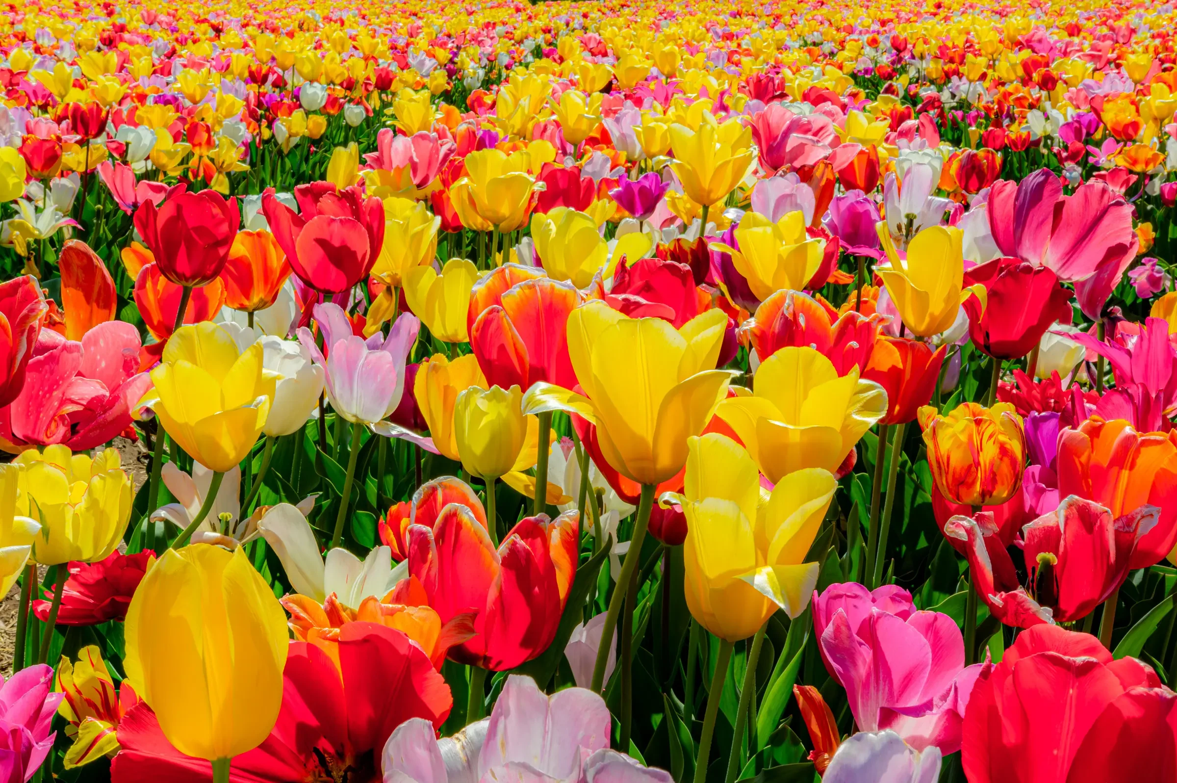 A dense field of yellow, red, pink, and white tulips stretching into the distance, bathed in bright daylight