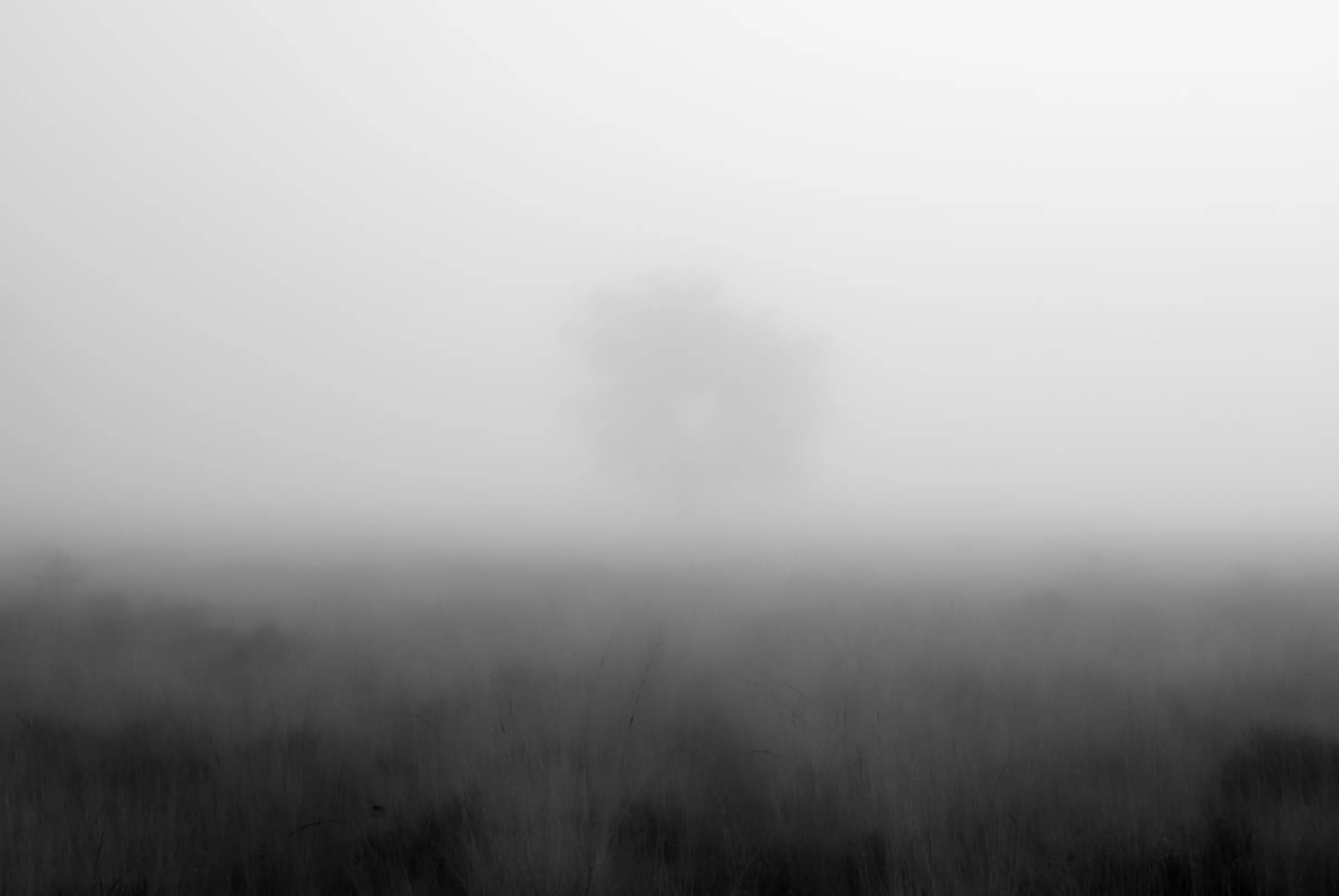 A solitary tree silhouetted in the distance through dense fog, above a dark field of grass.